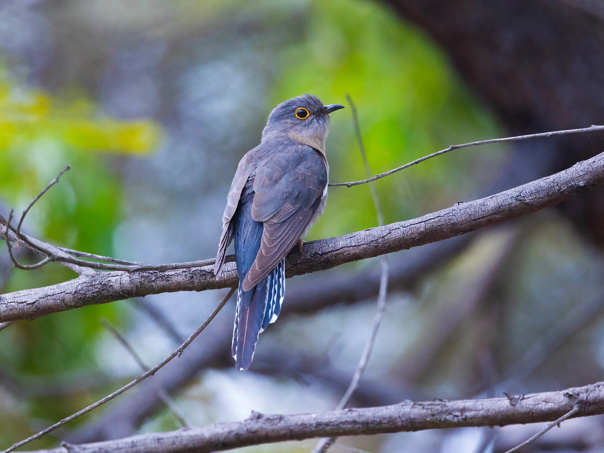 Fan-tailed Cuckoo 001
