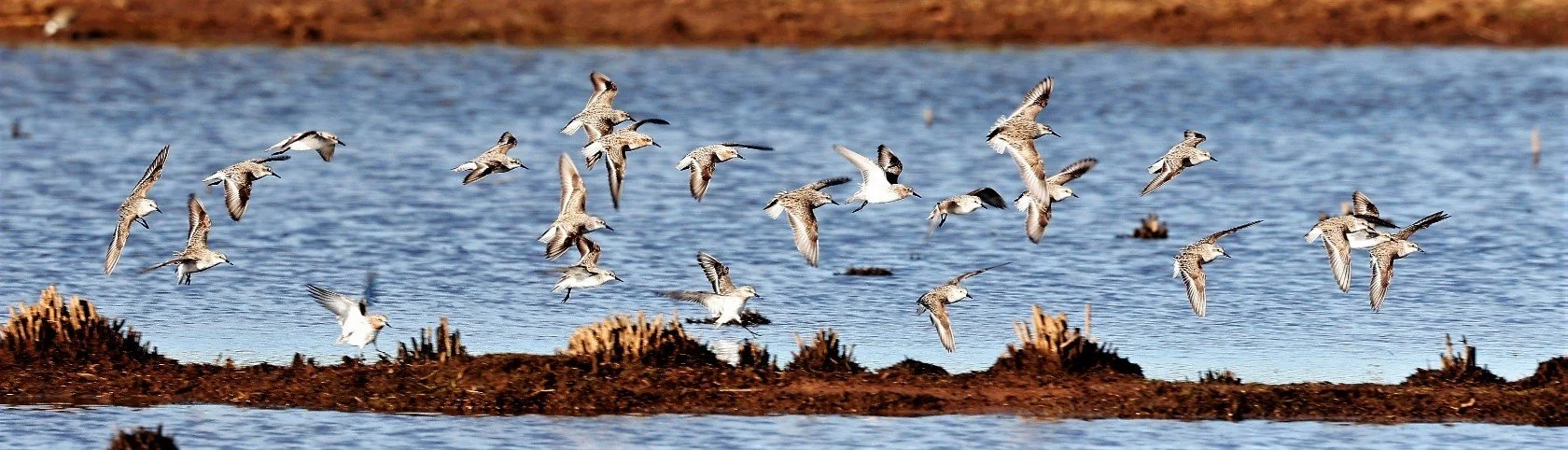 Double-banded Plover 005