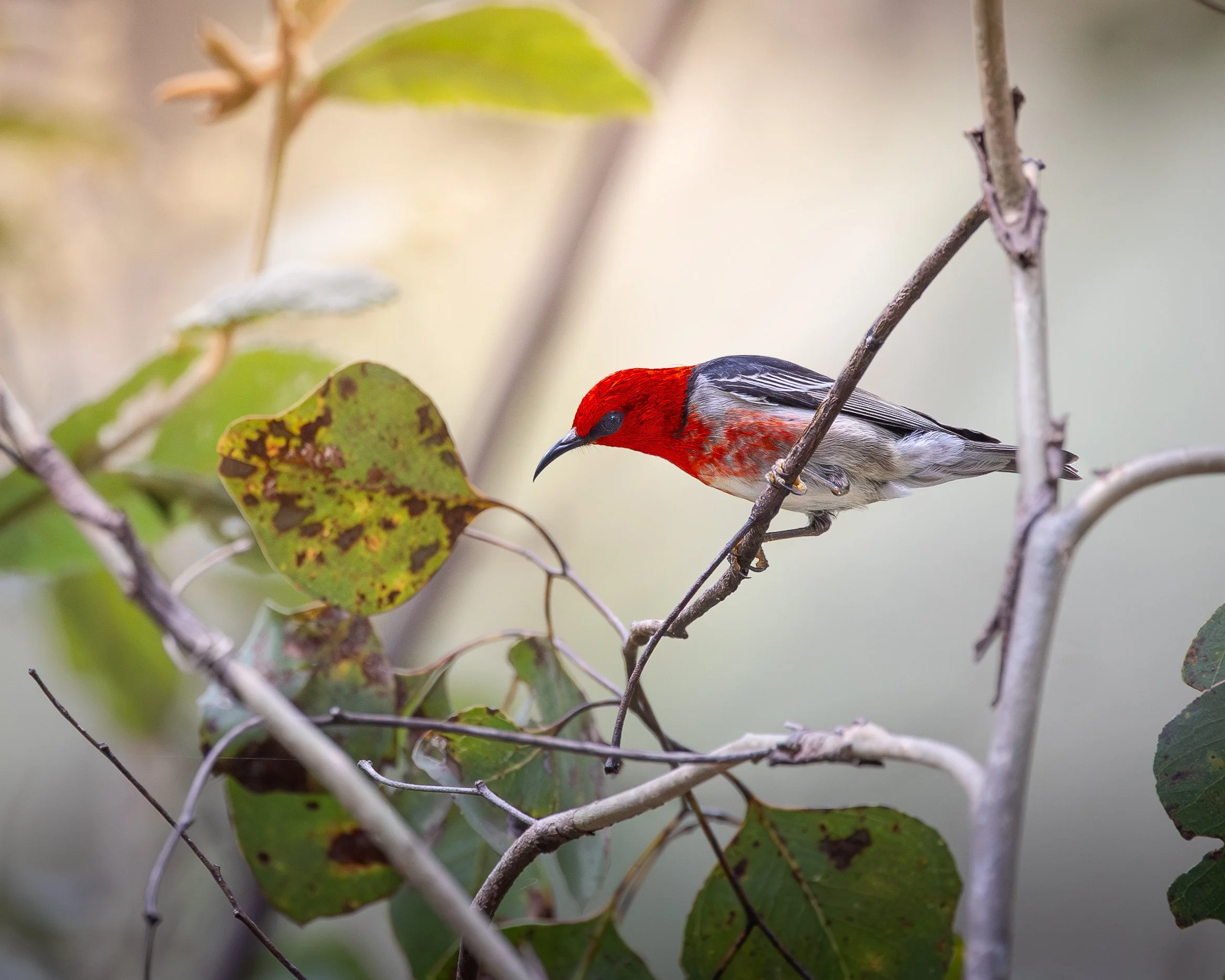 Scarlet Honeyeater 003