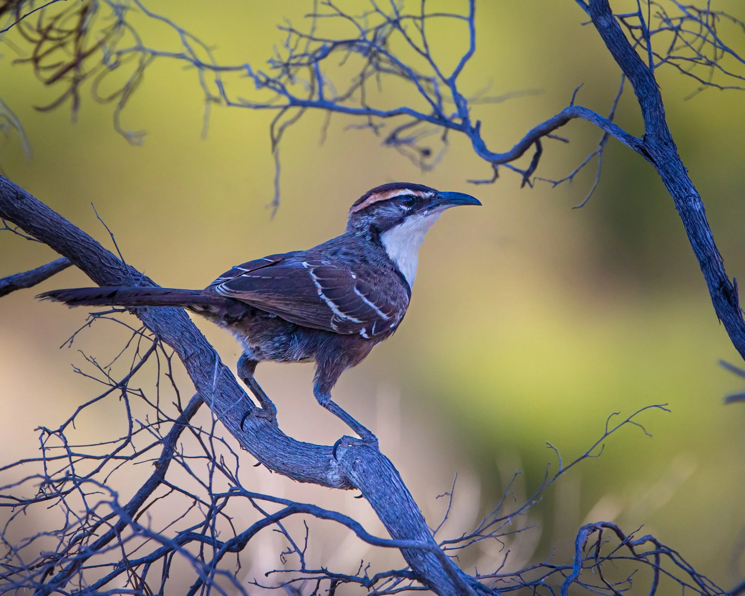 Chestnut-crowned Babbler 001