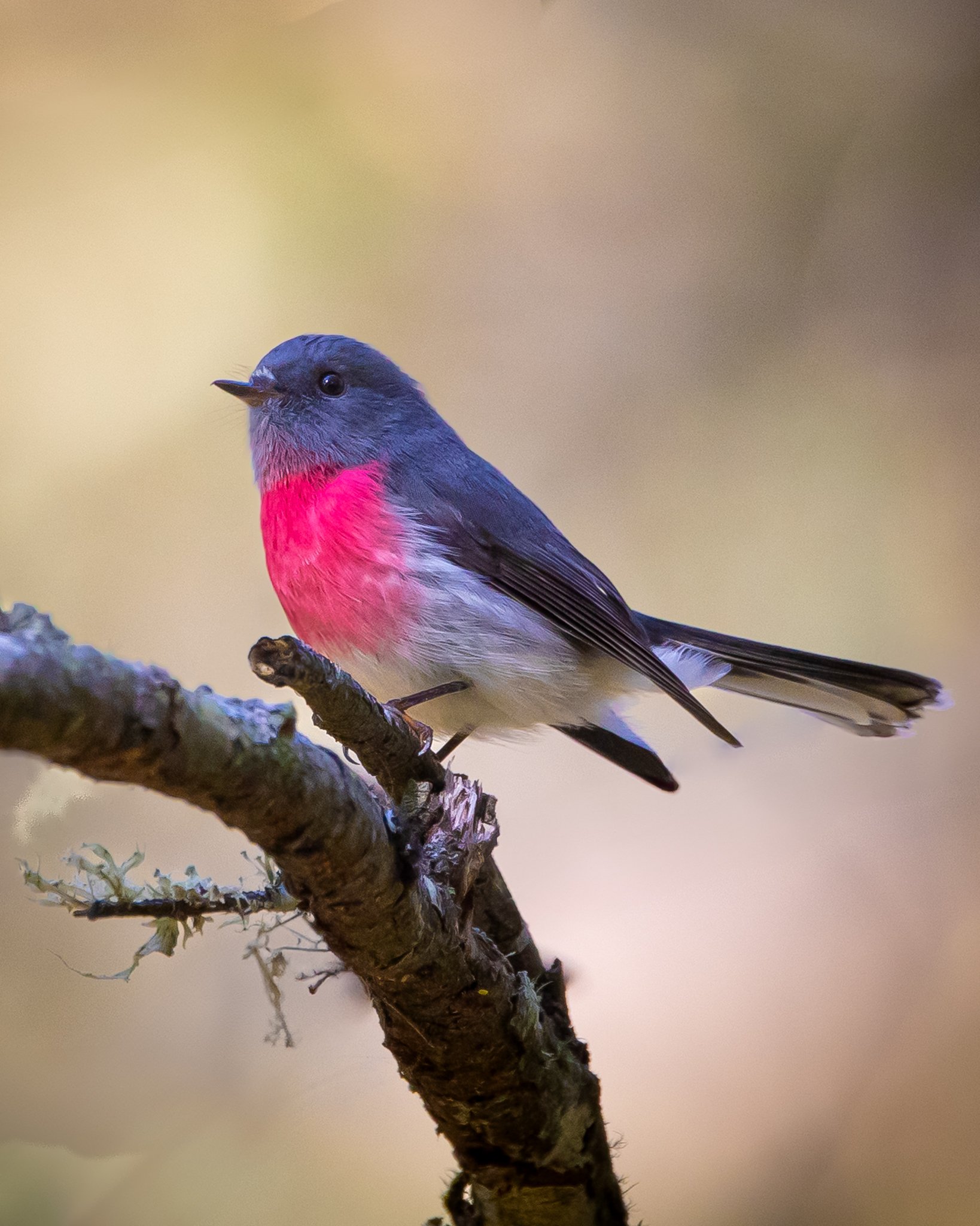 Rose Robin 002