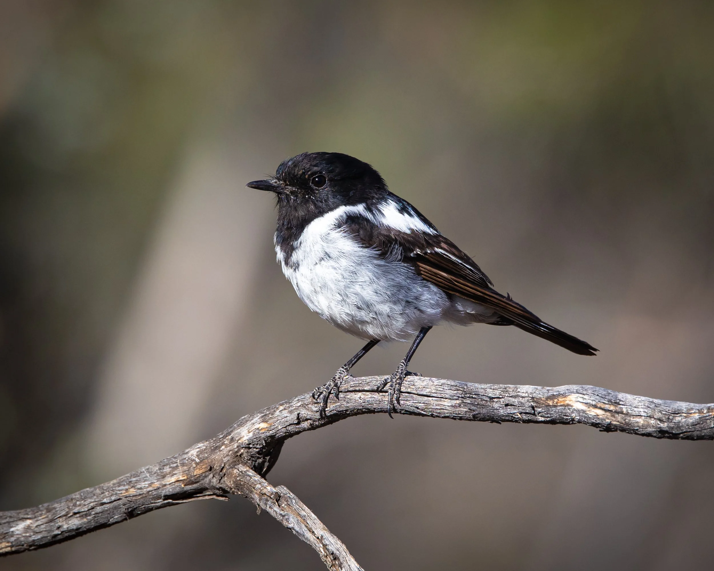 Hooded Robin 001