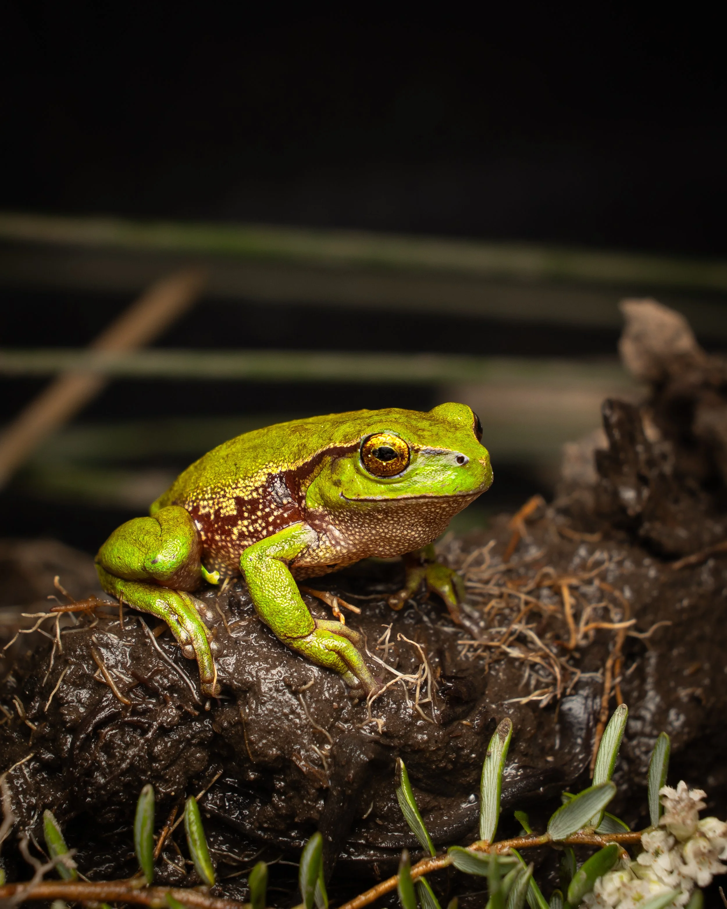 Southern Green Stream Frog 003