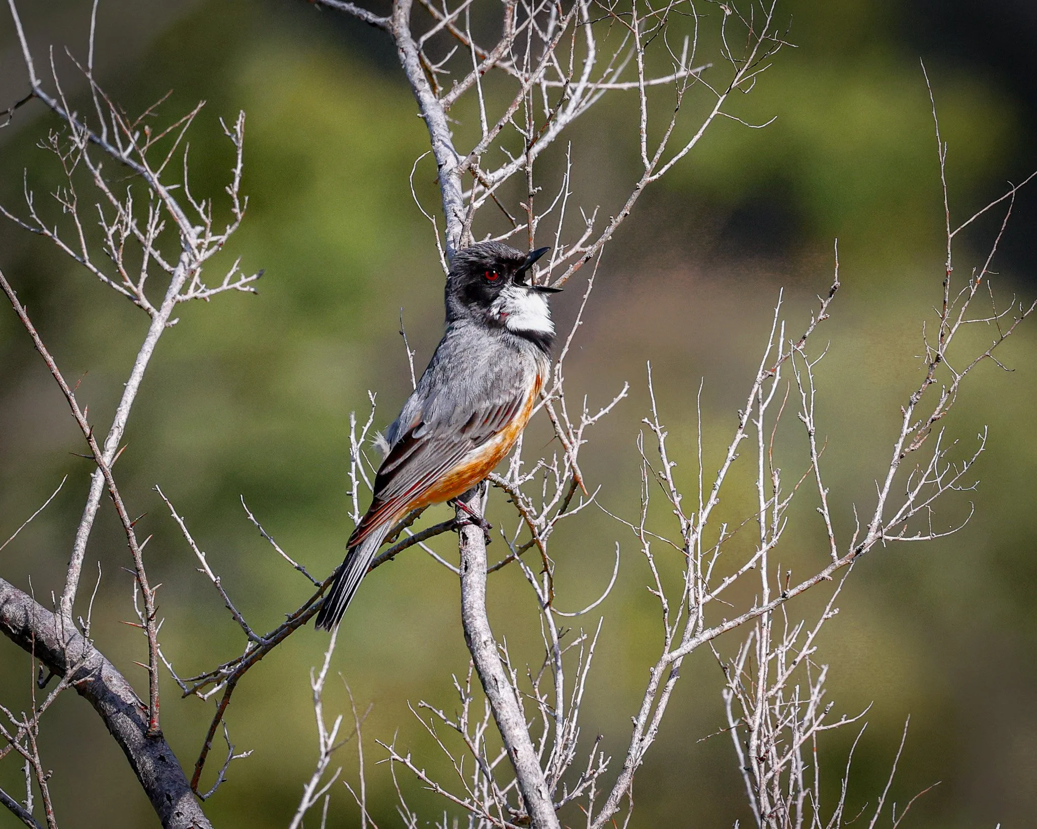 Rufous Whistler 008