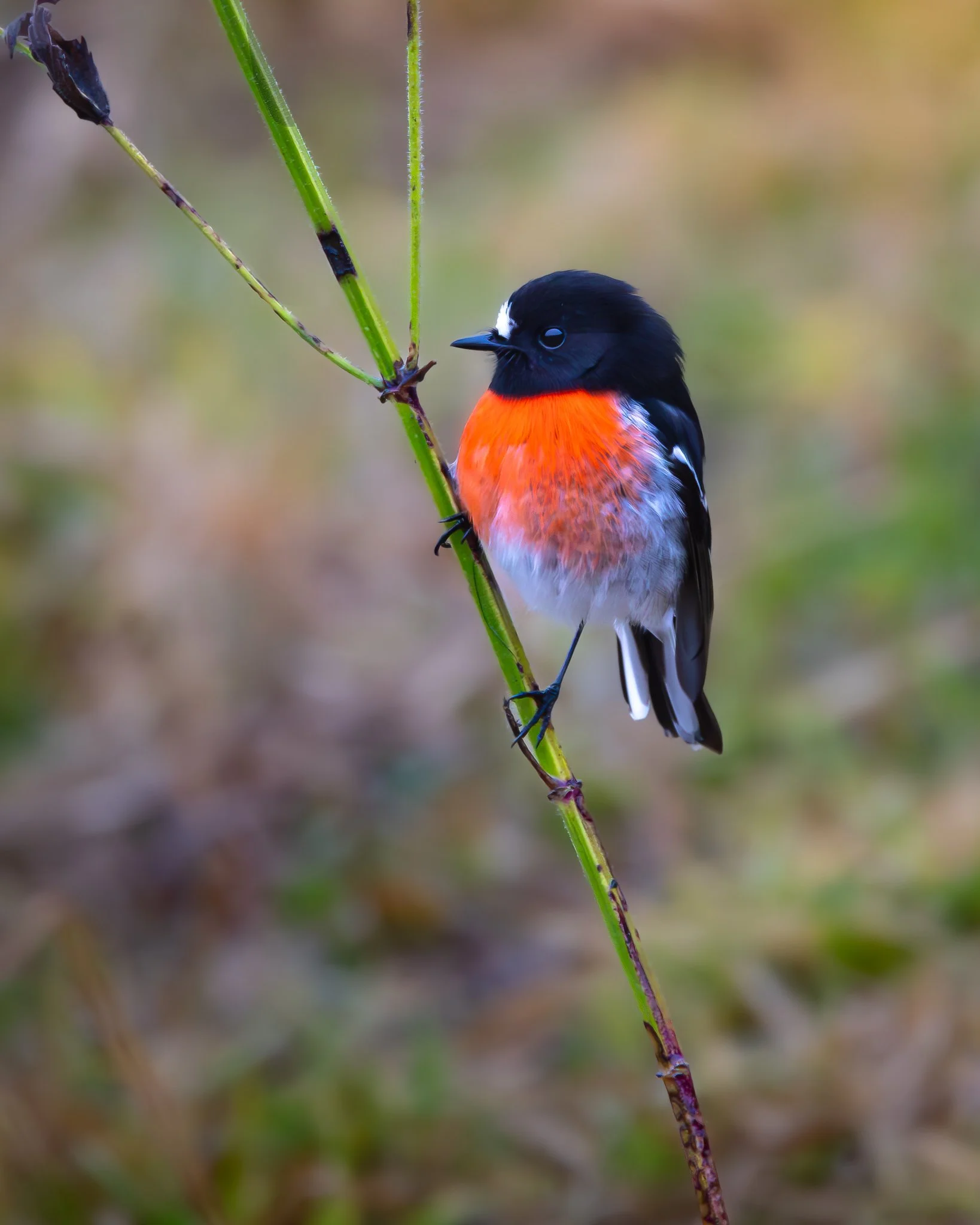 Scarlet Robin 001