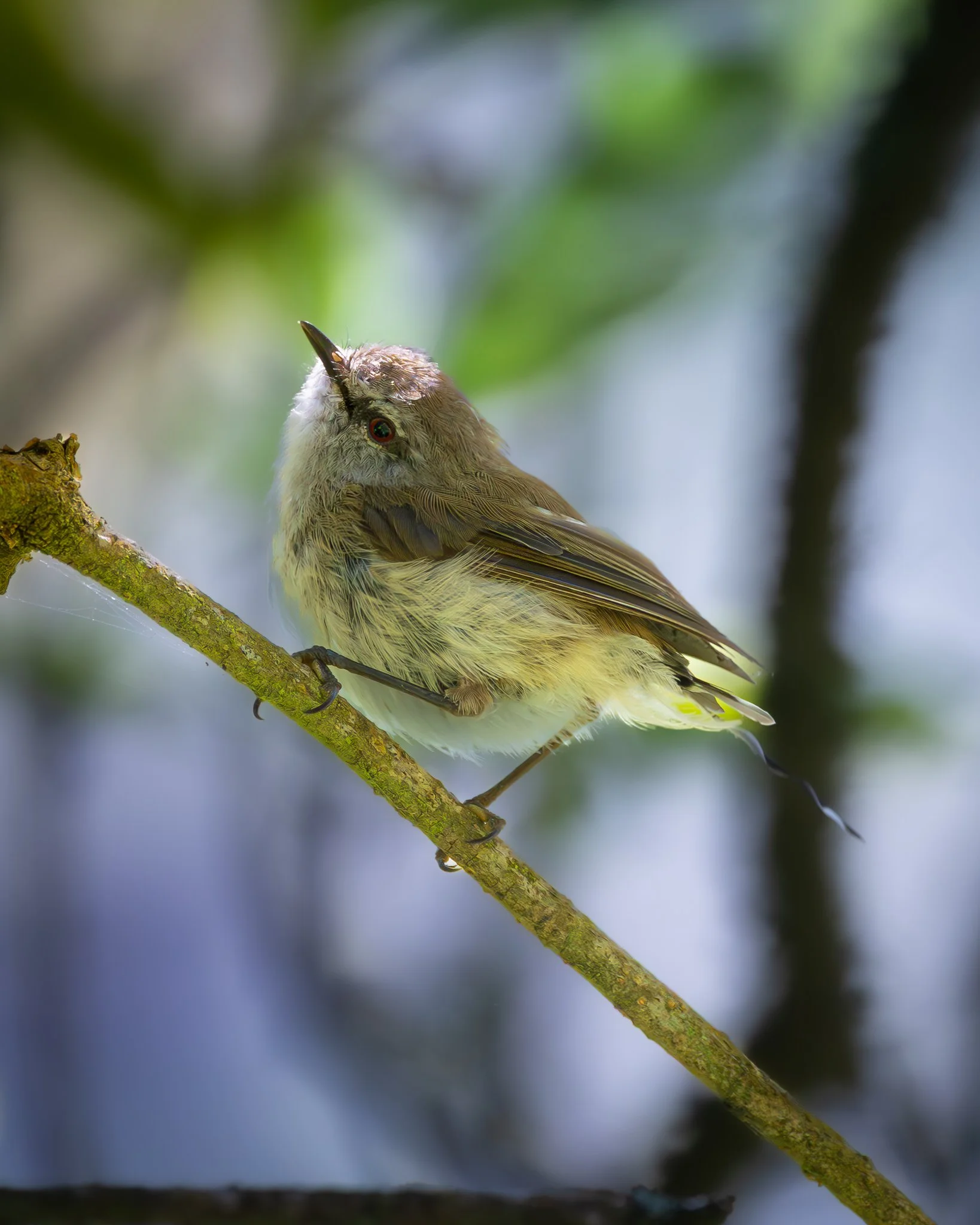Brown Gerygone 002