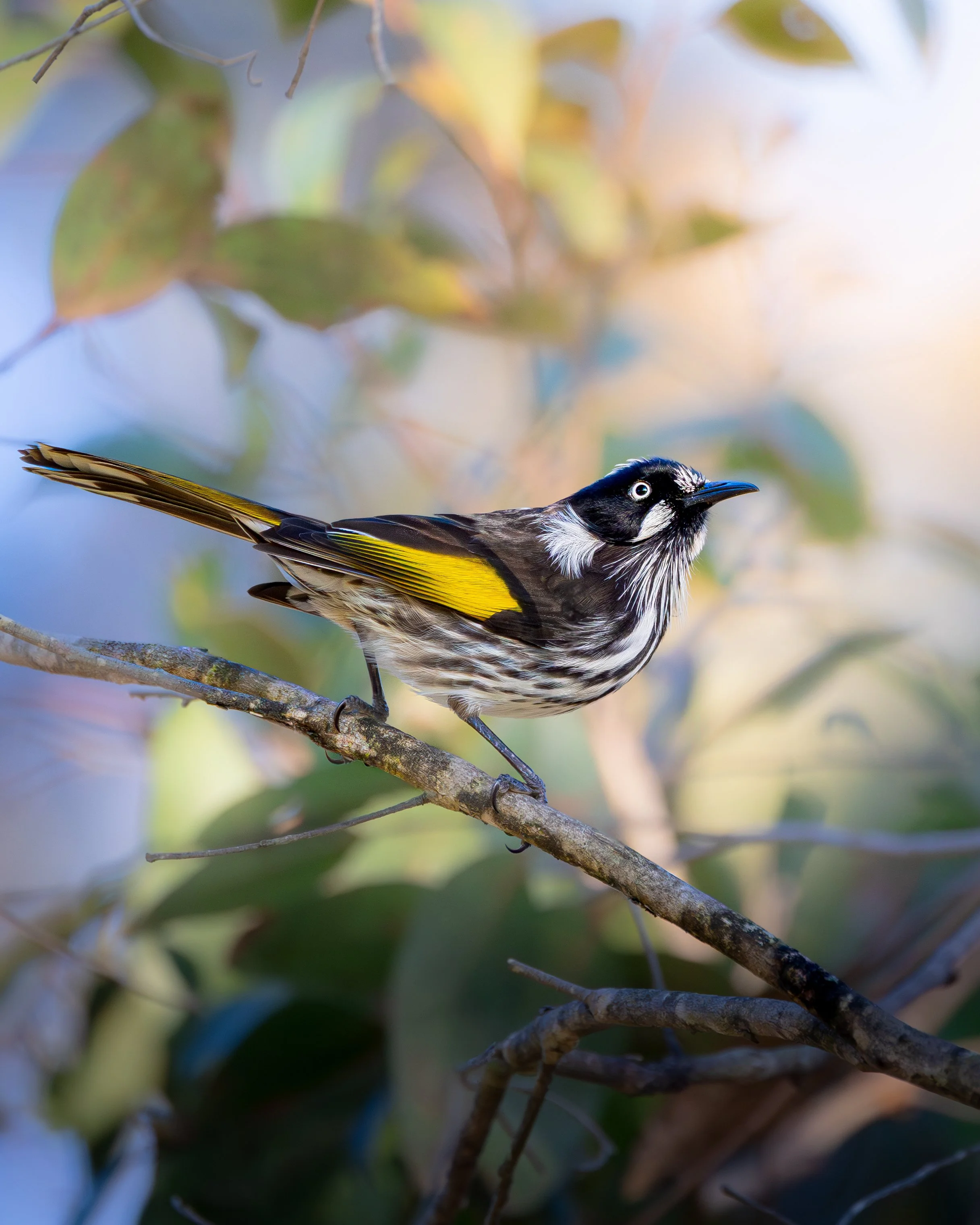 New Holland Honeyeater 002