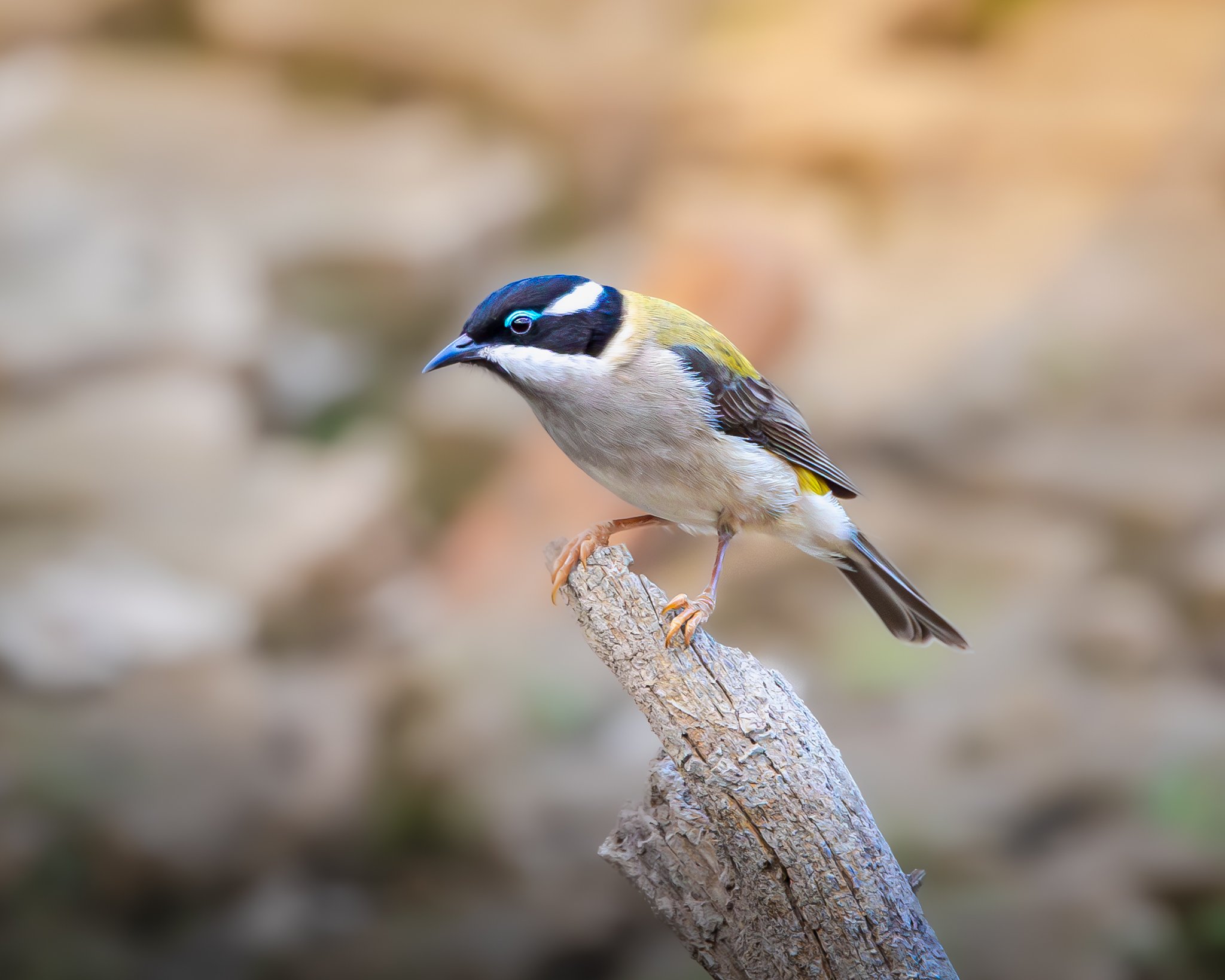 Black-chinned Honeyeater 003