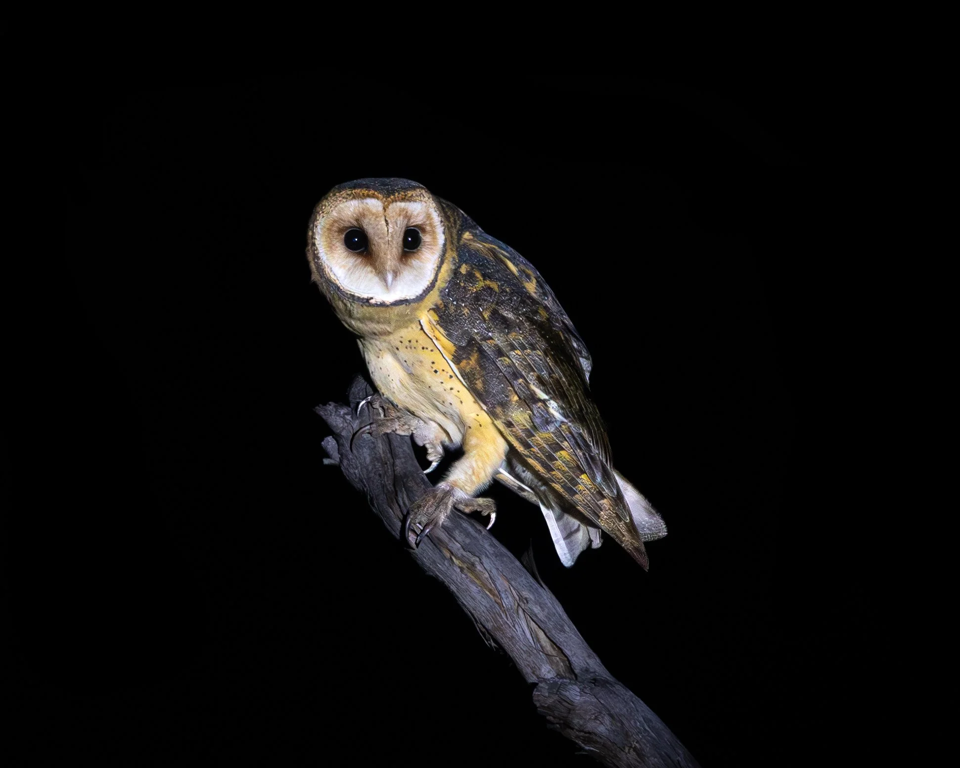 Australian Masked Owl 001