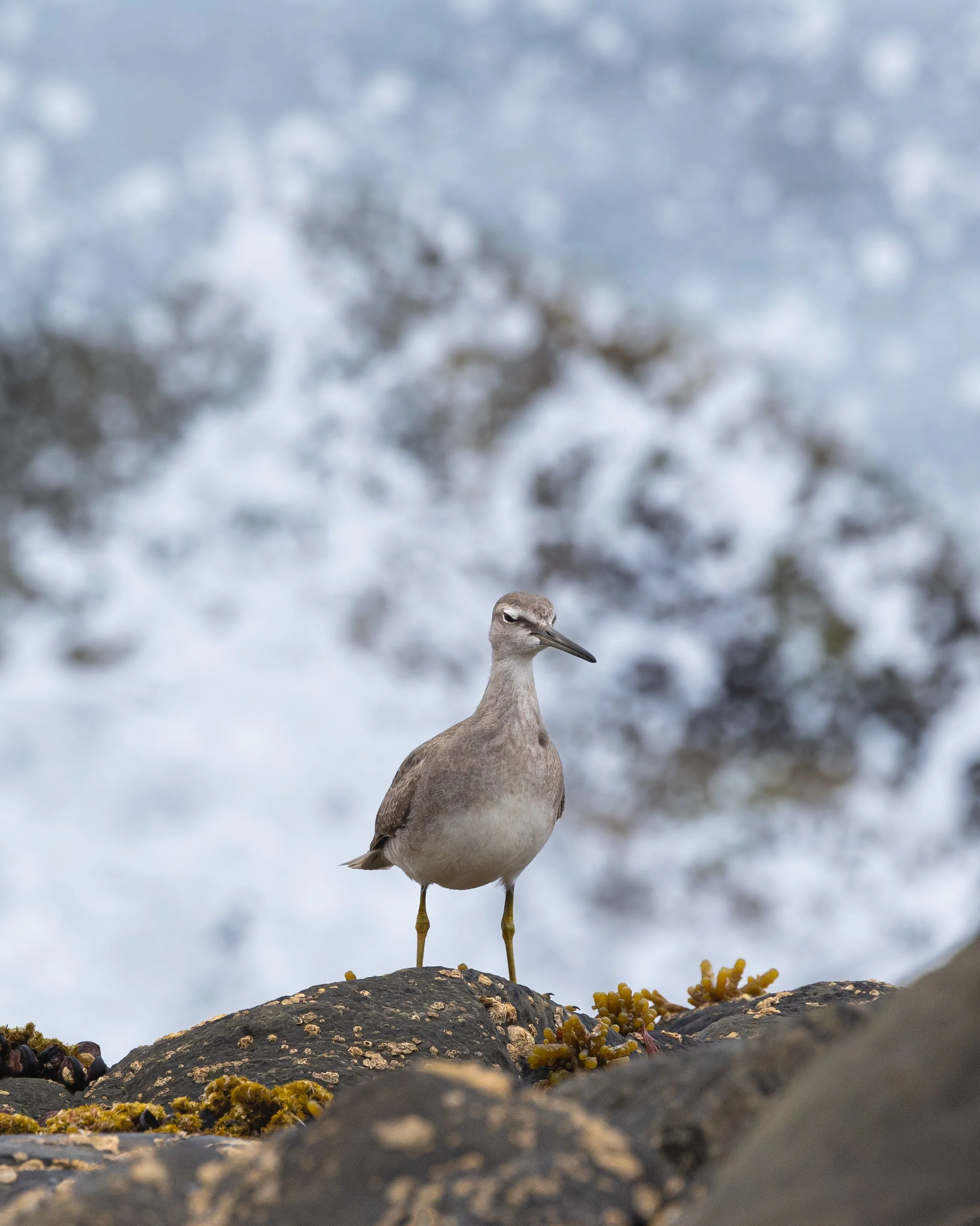 Grey-tailed Tattler 002