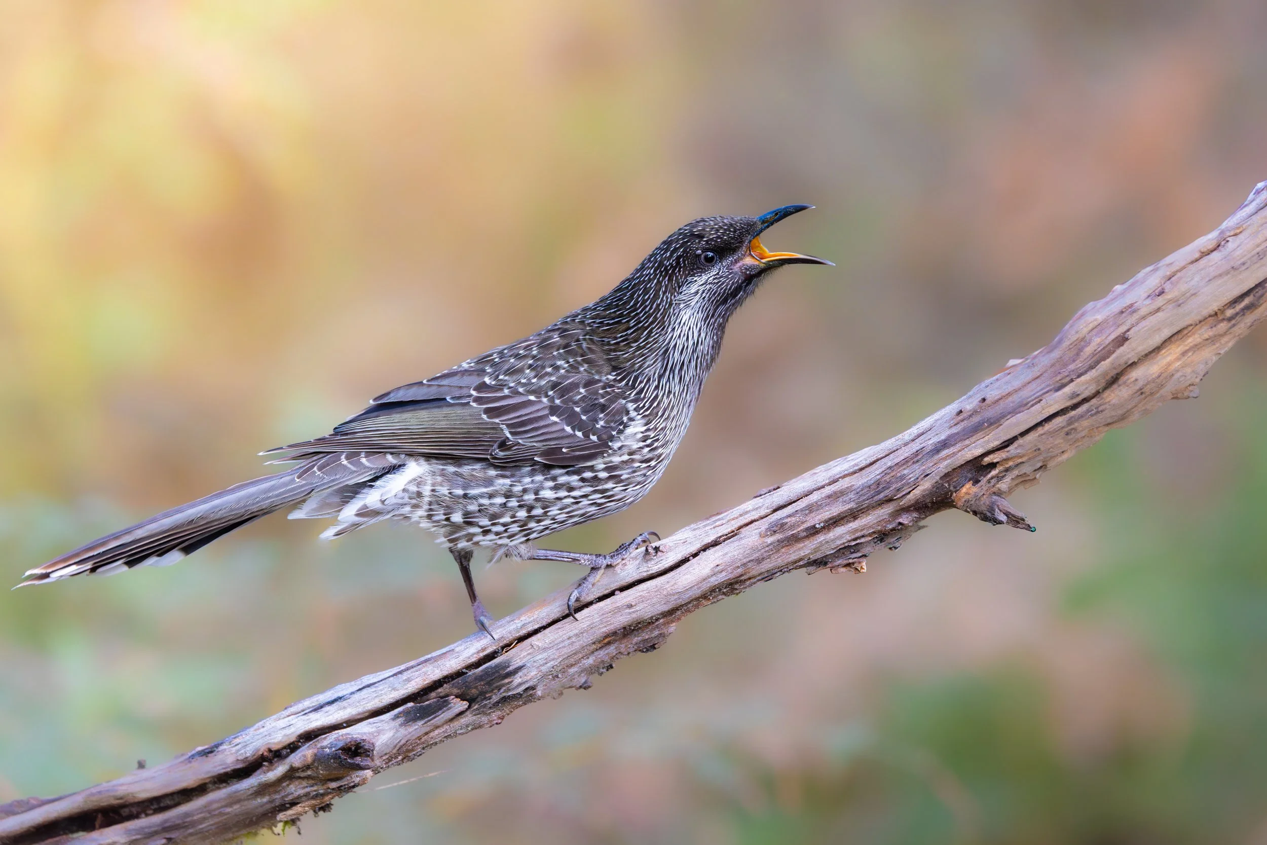 Little Wattlebird 001
