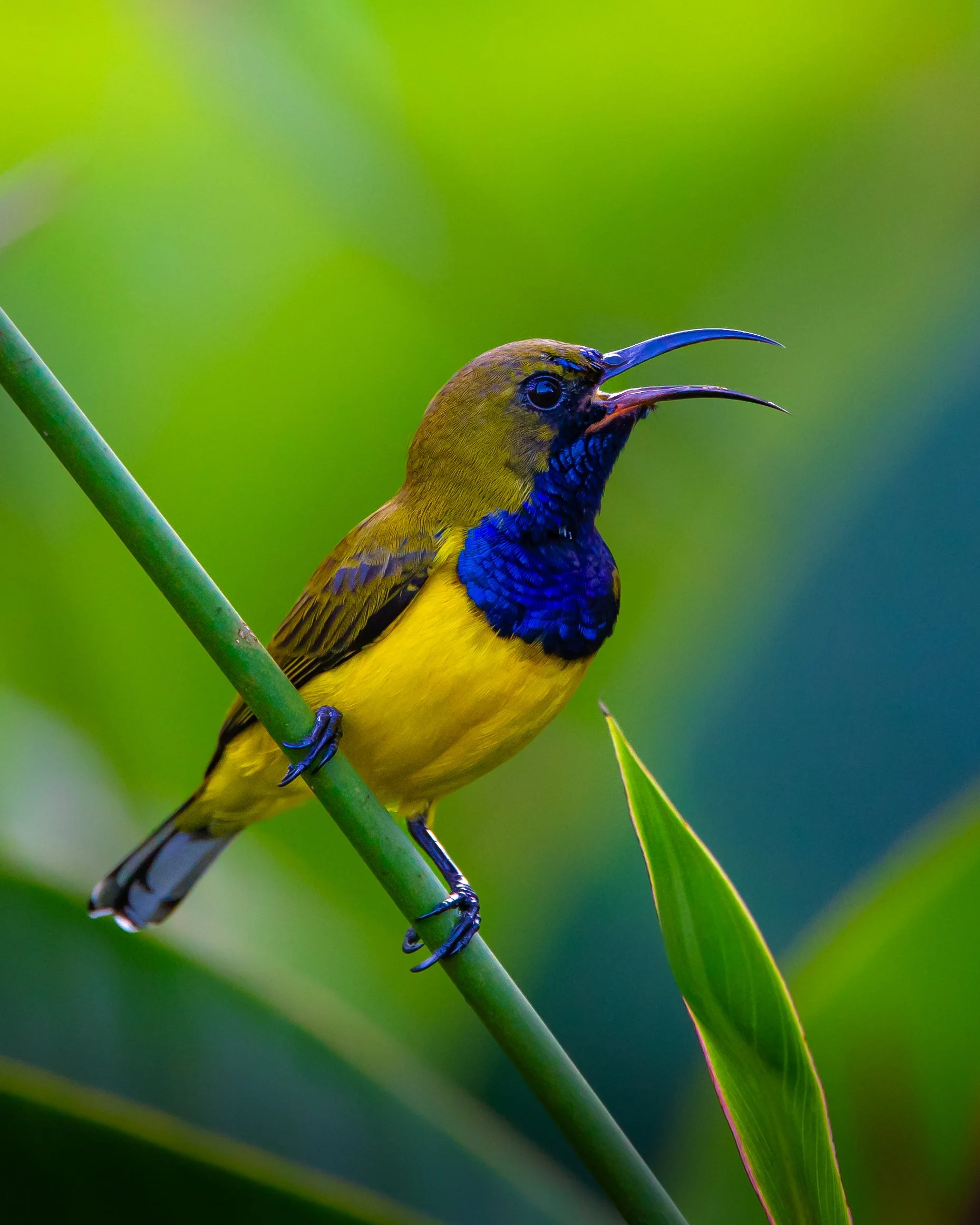 Ornate Sunbird 001