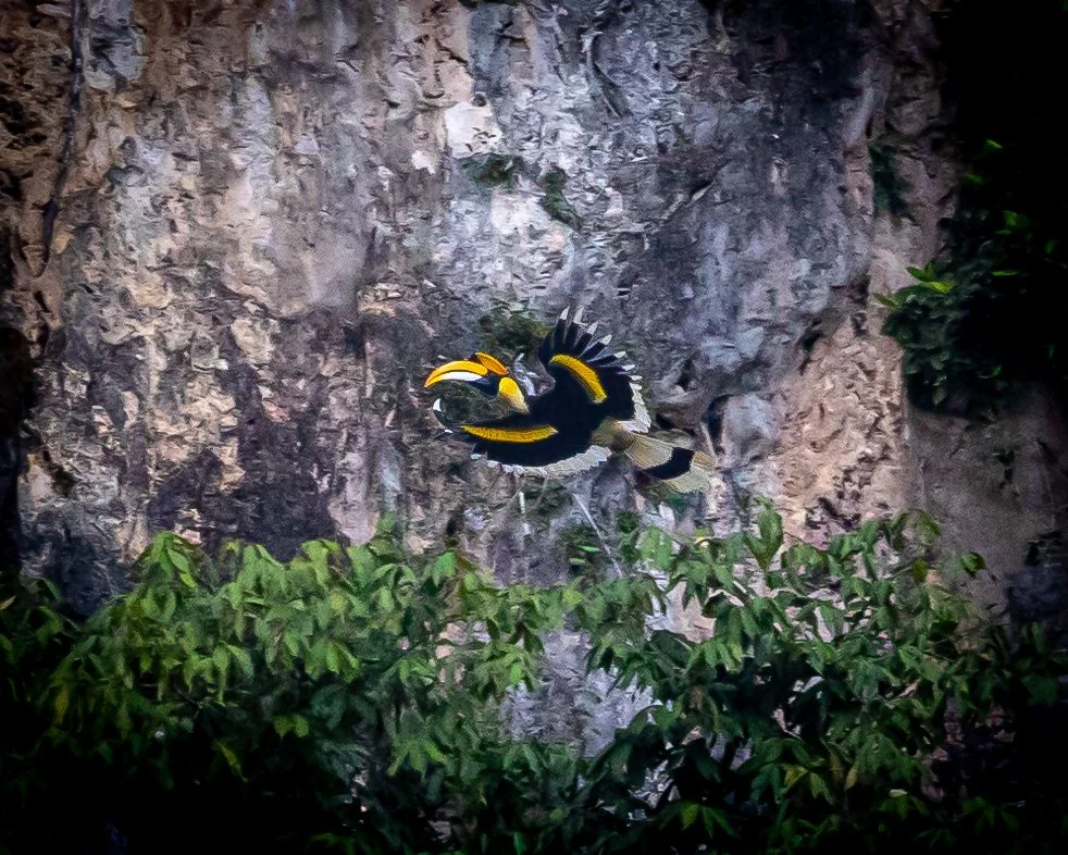 Great Hornbill 001