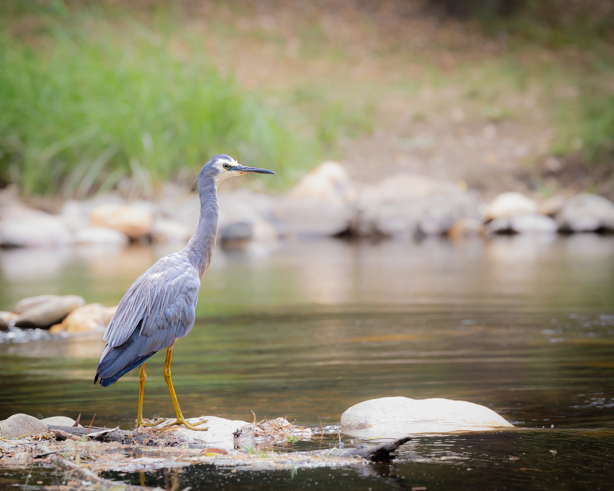 White-faced Heron 001