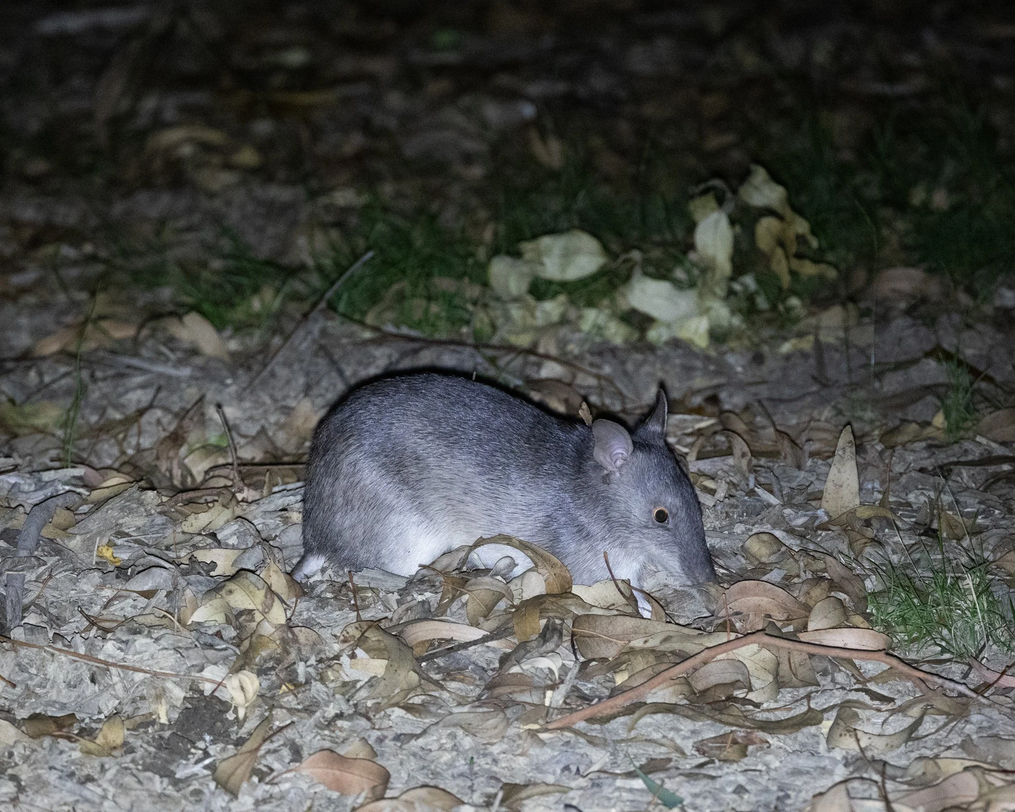 Long-nosed Bandicoot 001