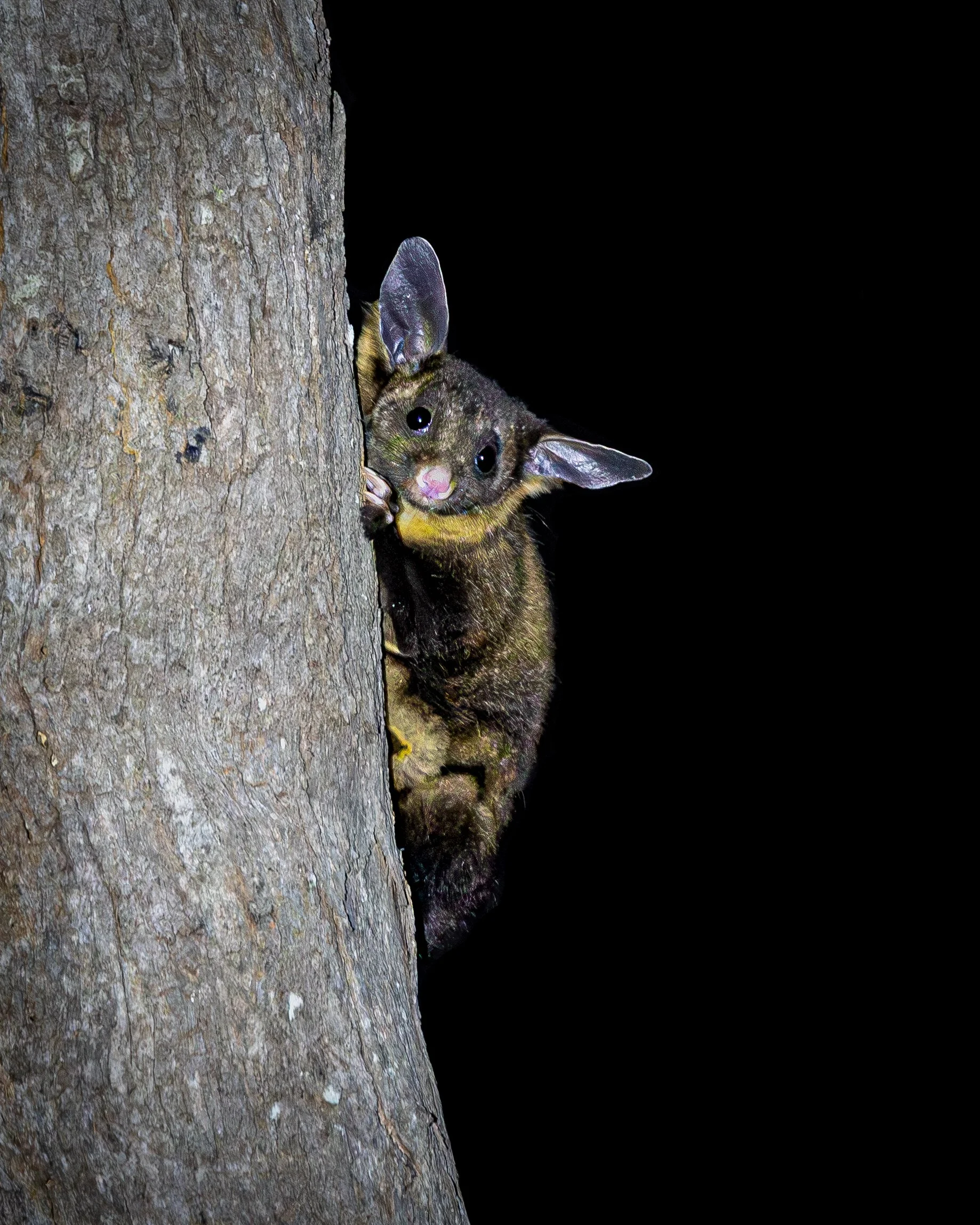 Yellow-bellied Glider 003