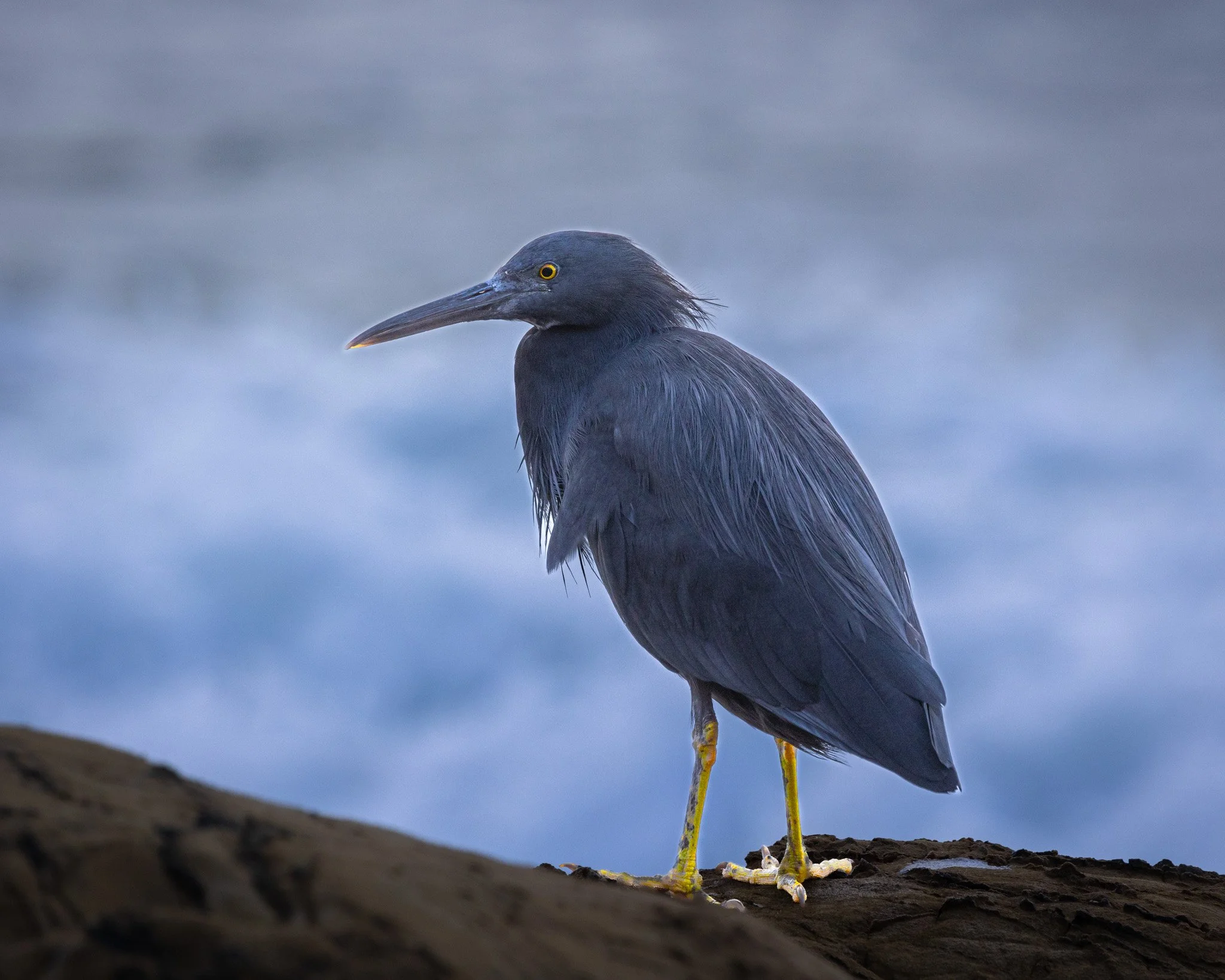 Eastern Reef Egret 001