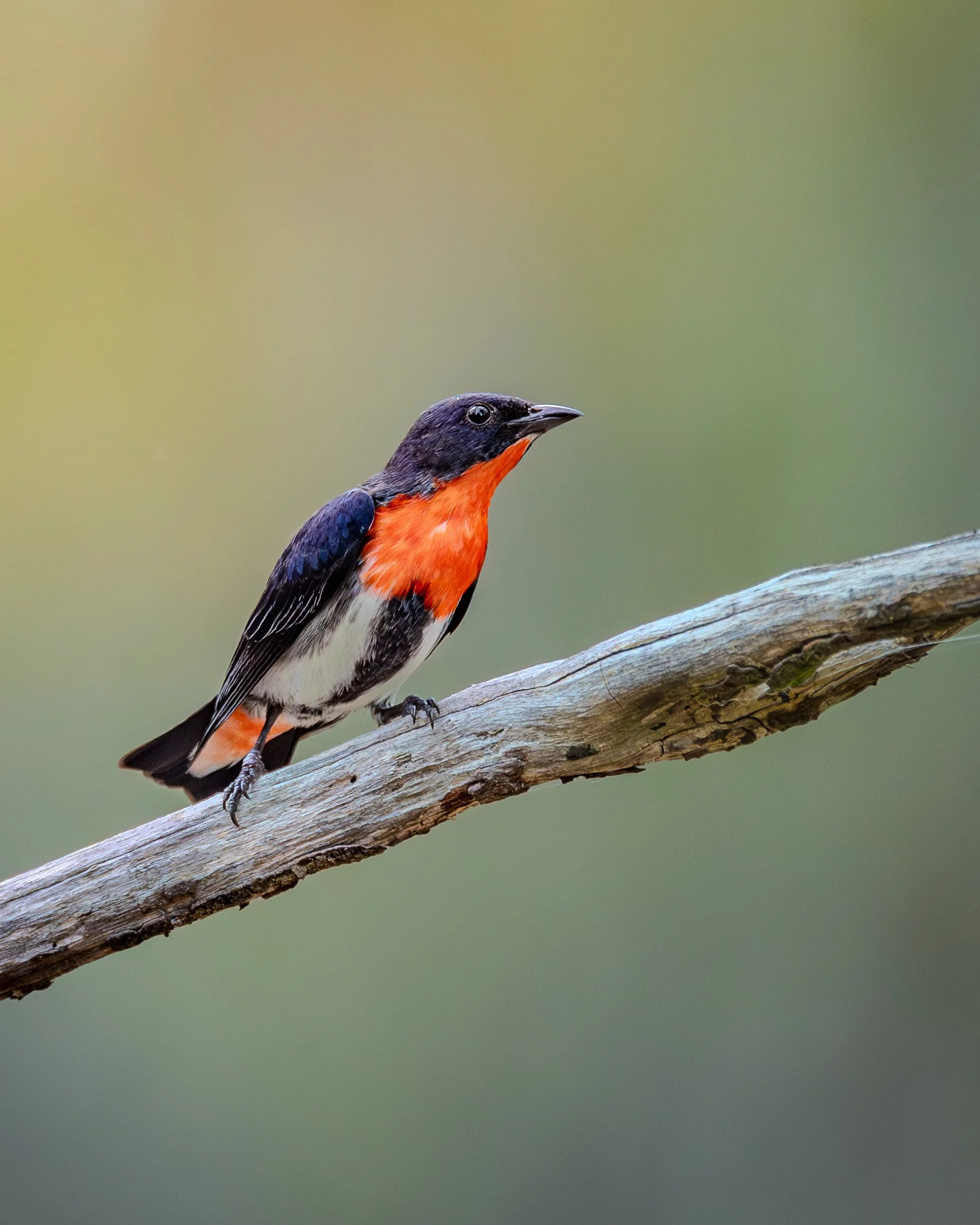 Mistletoebird 002