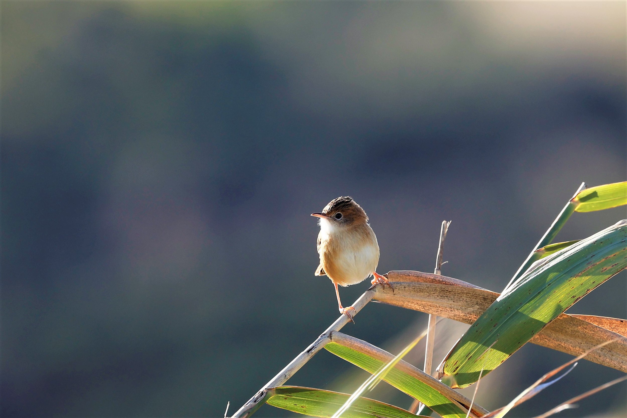 Golden Cisticola 001