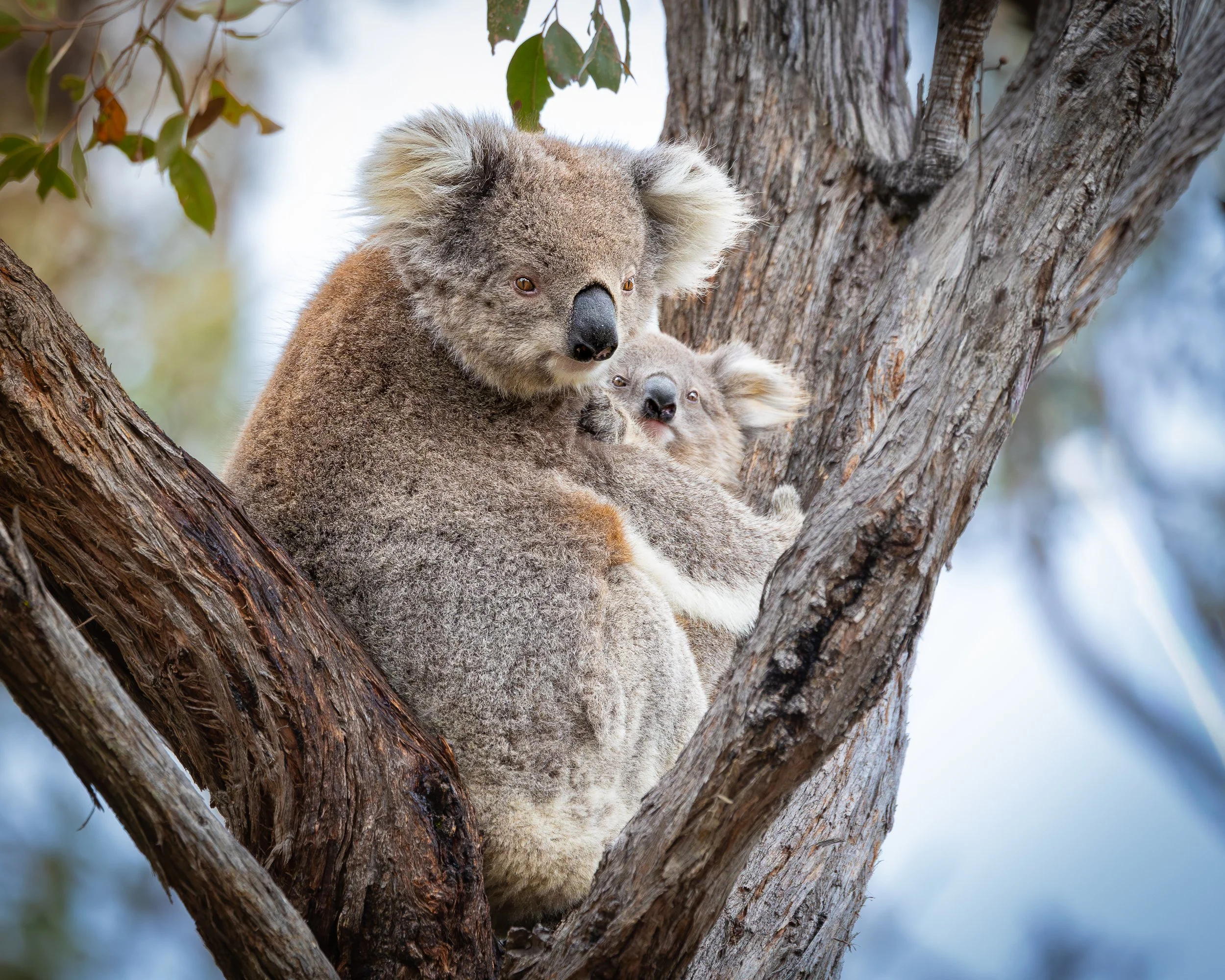Koala 001