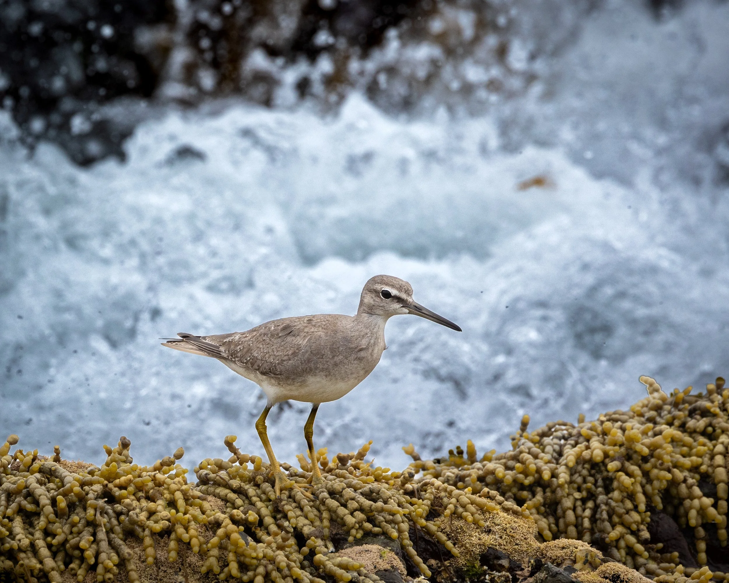 Grey-tailed Tattler 001