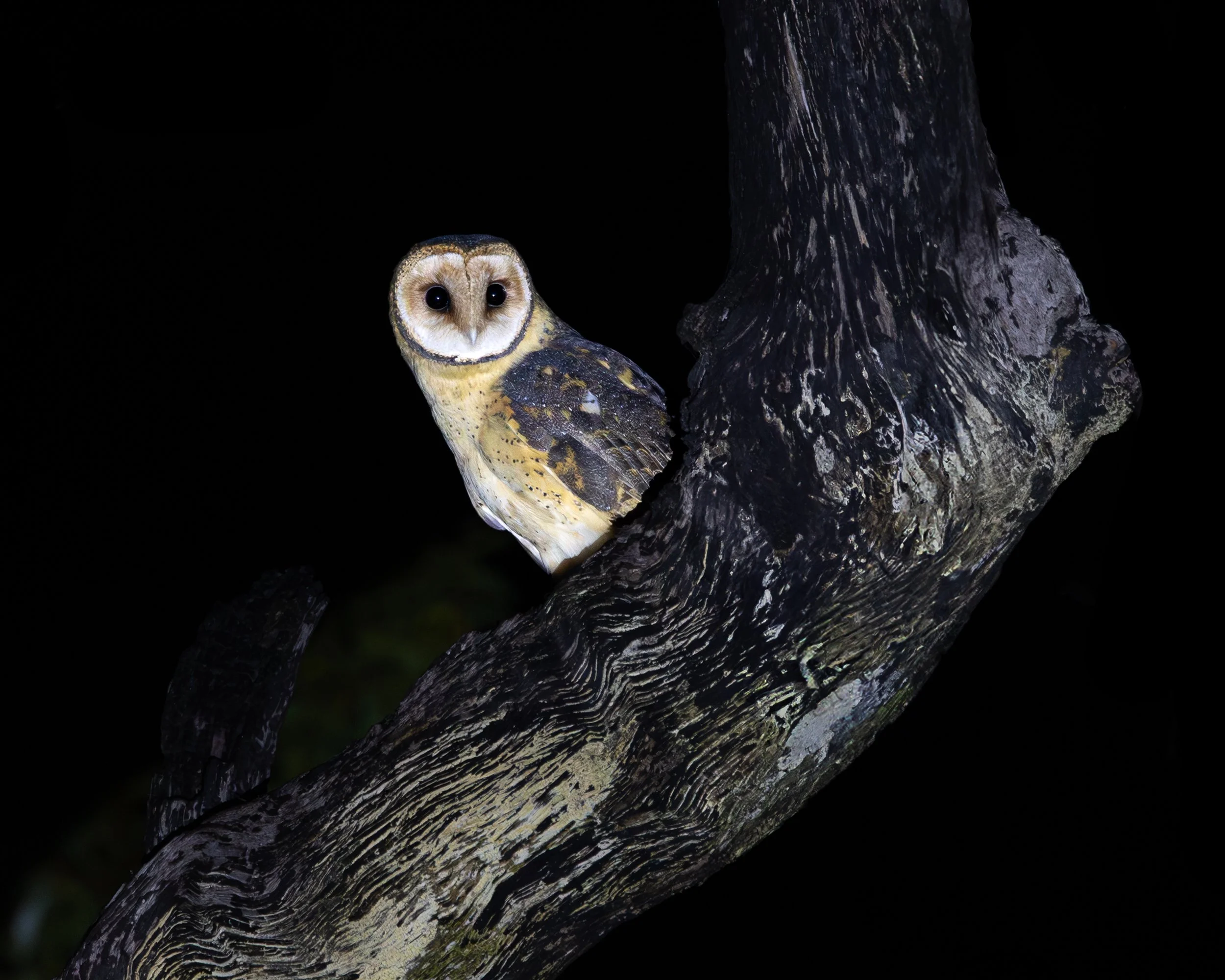 Australian Masked Owl 002