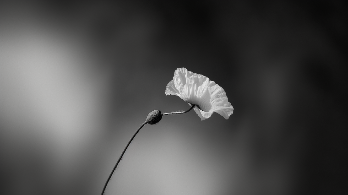 A_single_poppy_flower_with_bud_delicate_stem_dramatic_b9535649-9964-4d96-9e9f-c0e7a1009737.png