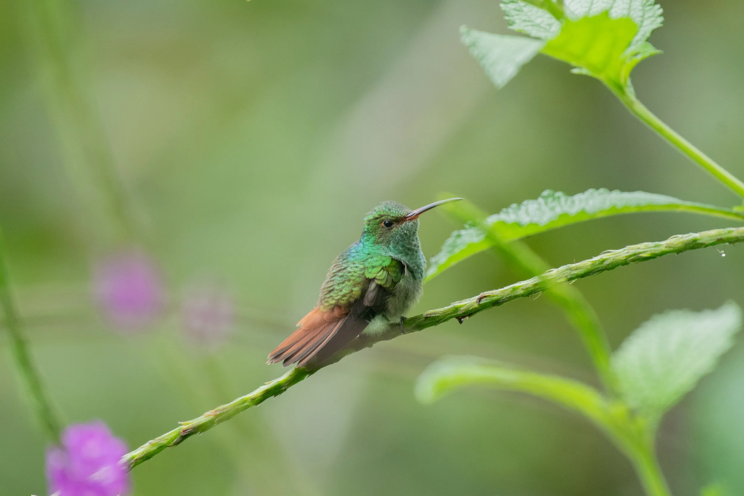 DSC_7931.jpg