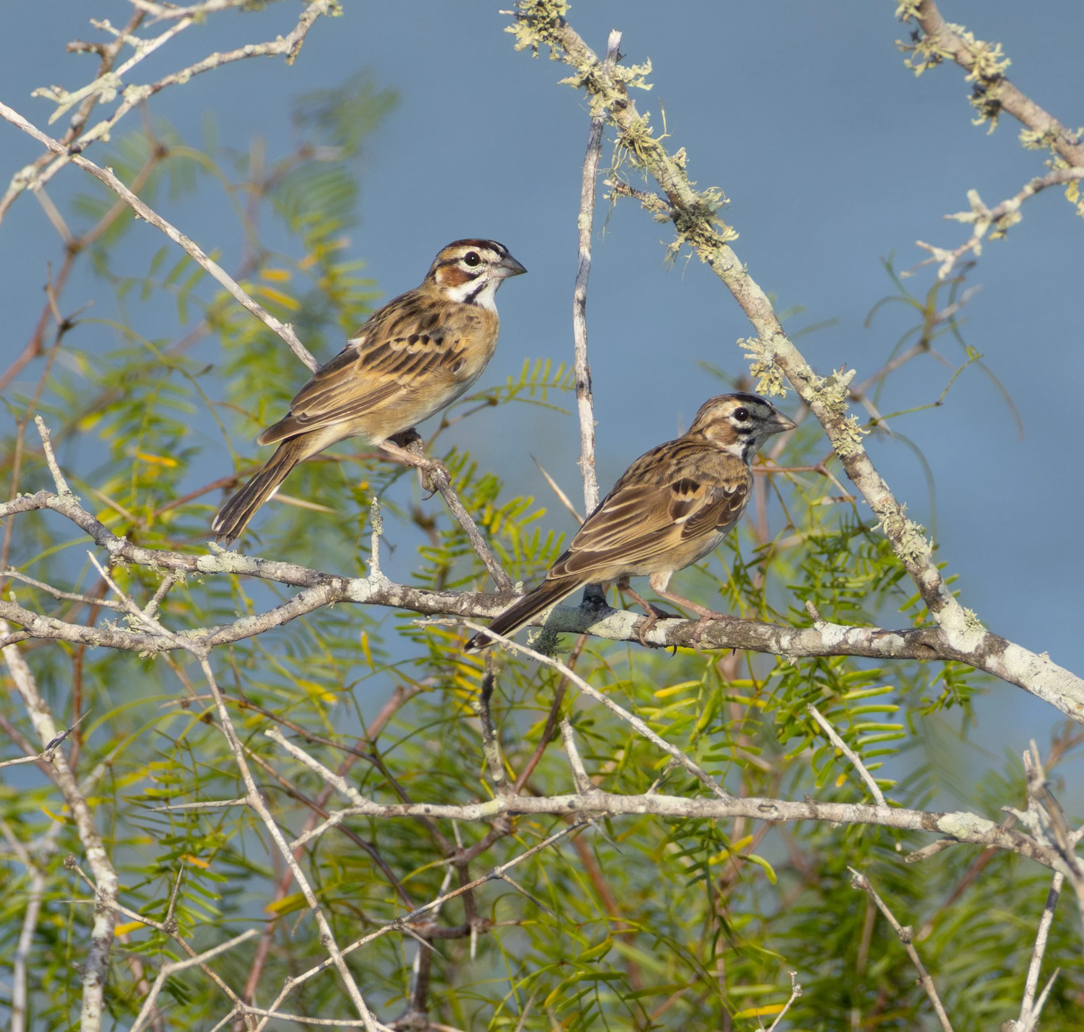 Two small brown and black striped birds perched on thin tree branches surrounded by green leaves with a cloudy sky in the background.