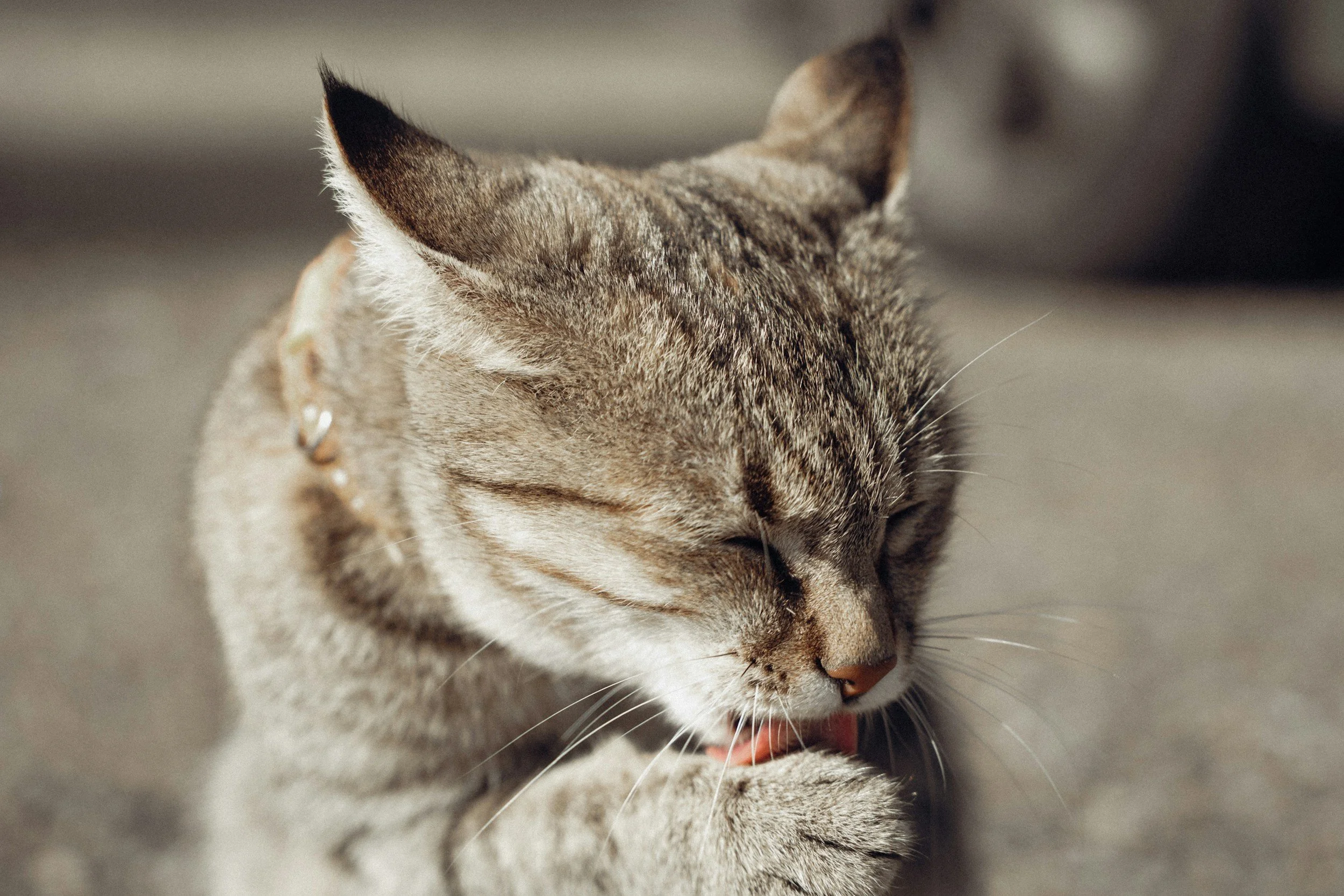 A gray tabby cat grooming itself with eyes closed, licking its paw.