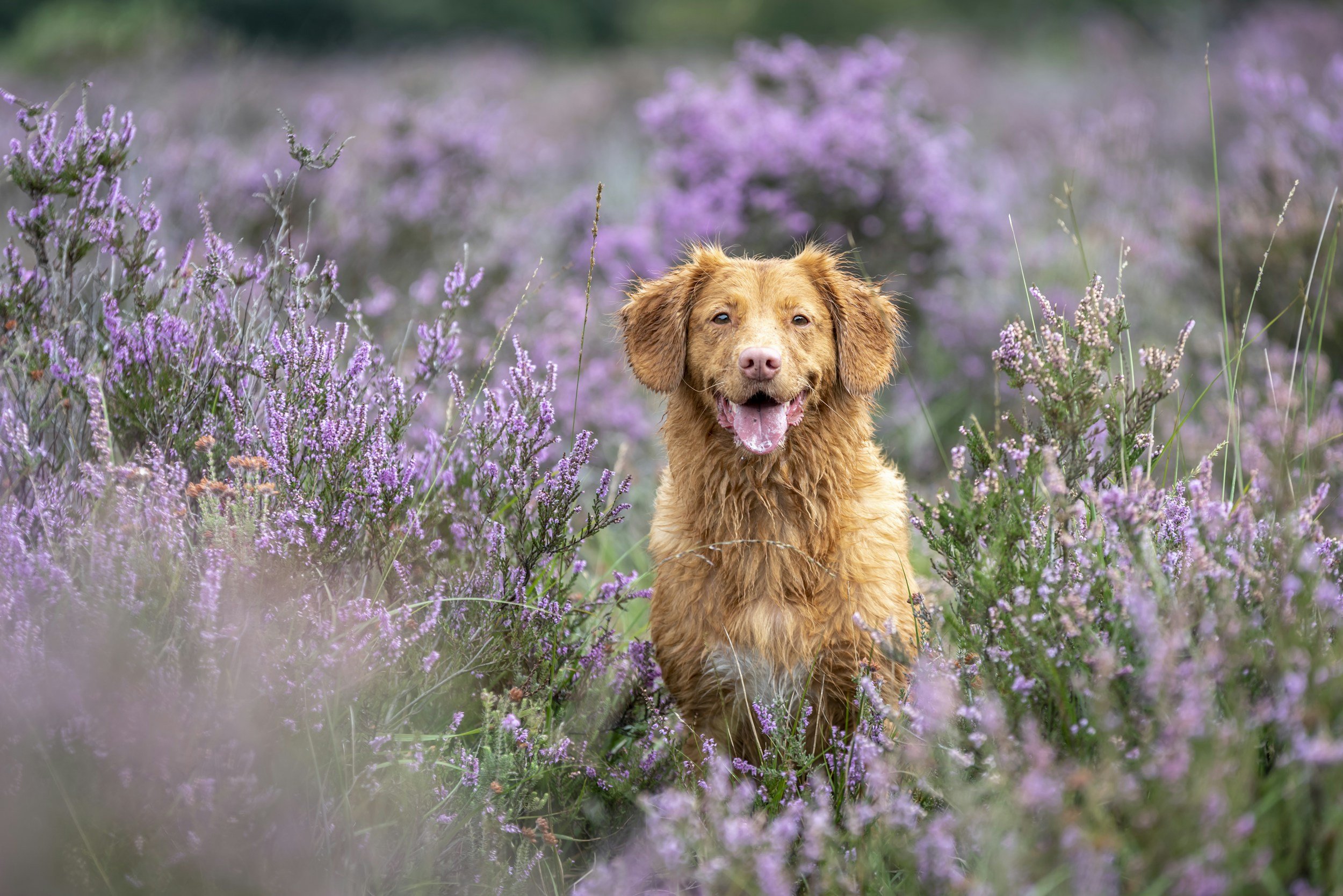 A happy dog sitting in a field of purple flowers.