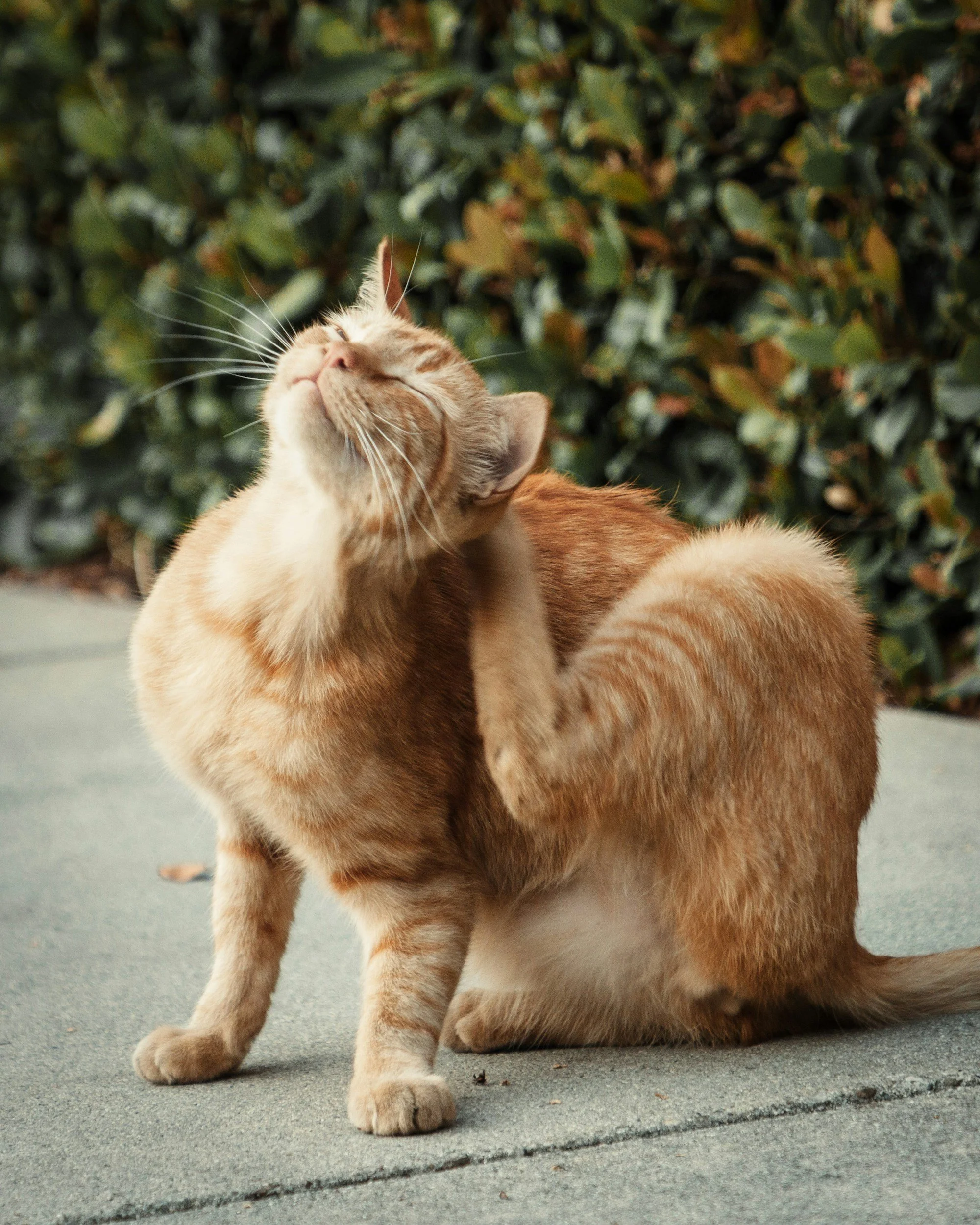 An orange tabby cat scratching its head with its paw.