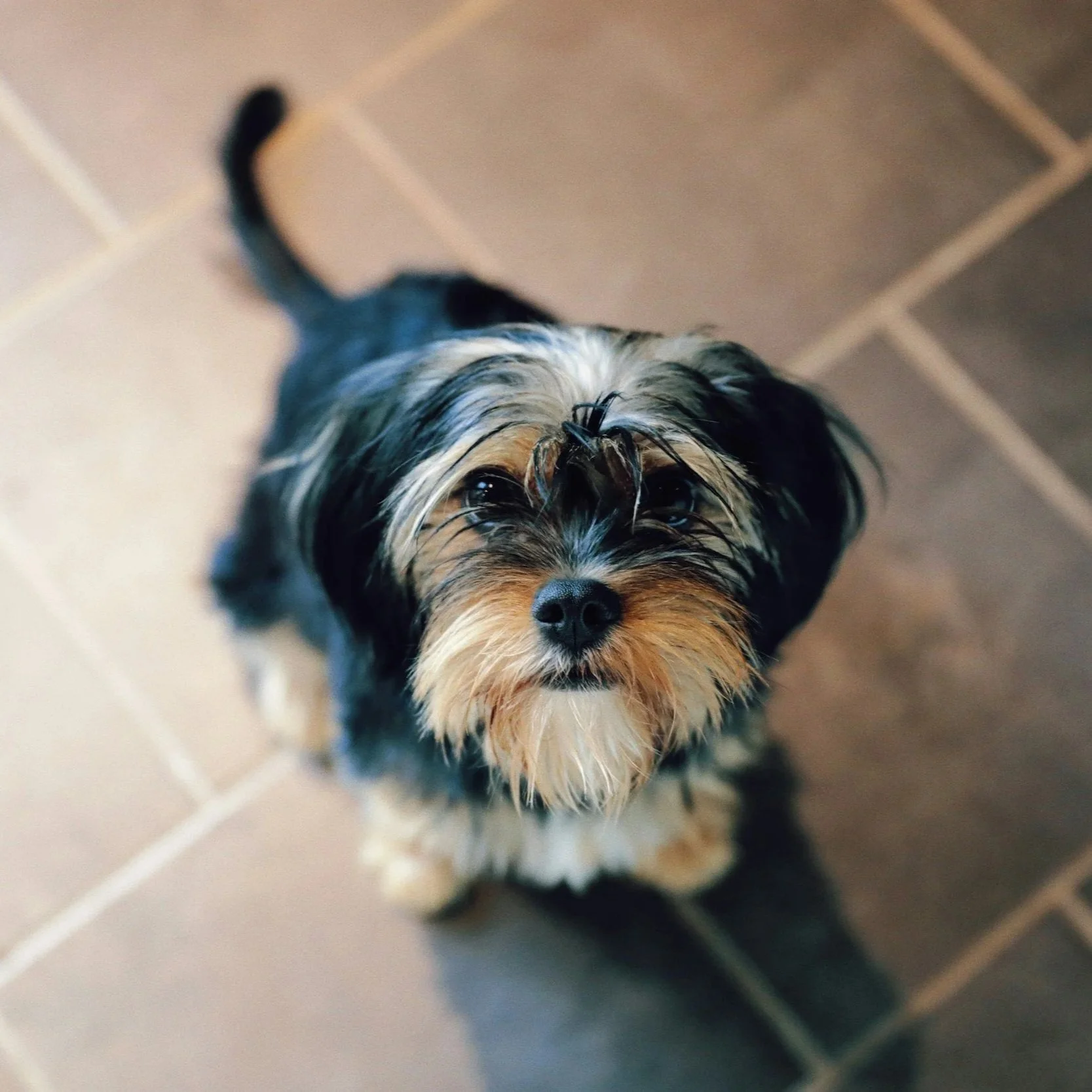 A small mixed breed dog with black, tan, and gray fur looking up at the camera with a curious expression, standing on a tiled floor.