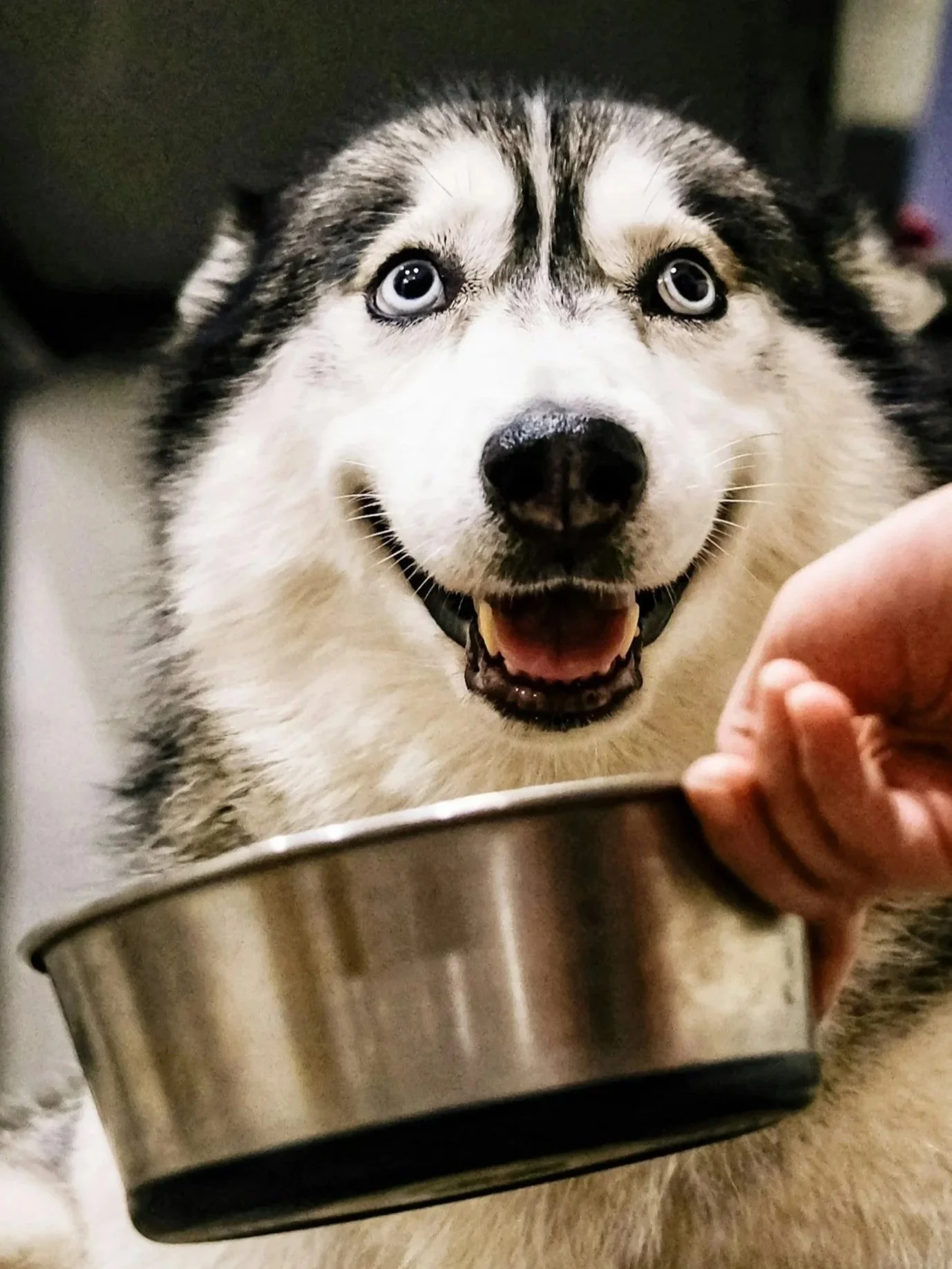 A happy Siberian Husky with blue eyes and black-and-white fur looking up, near a person's hand holding a metal dog bowl.