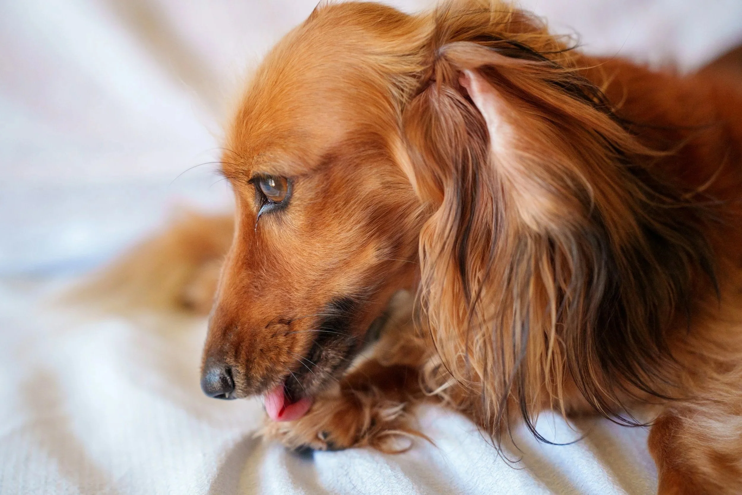 Close-up of a long-haired dachshund lying on a white surface, with its tongue slightly out and licking it's paw.