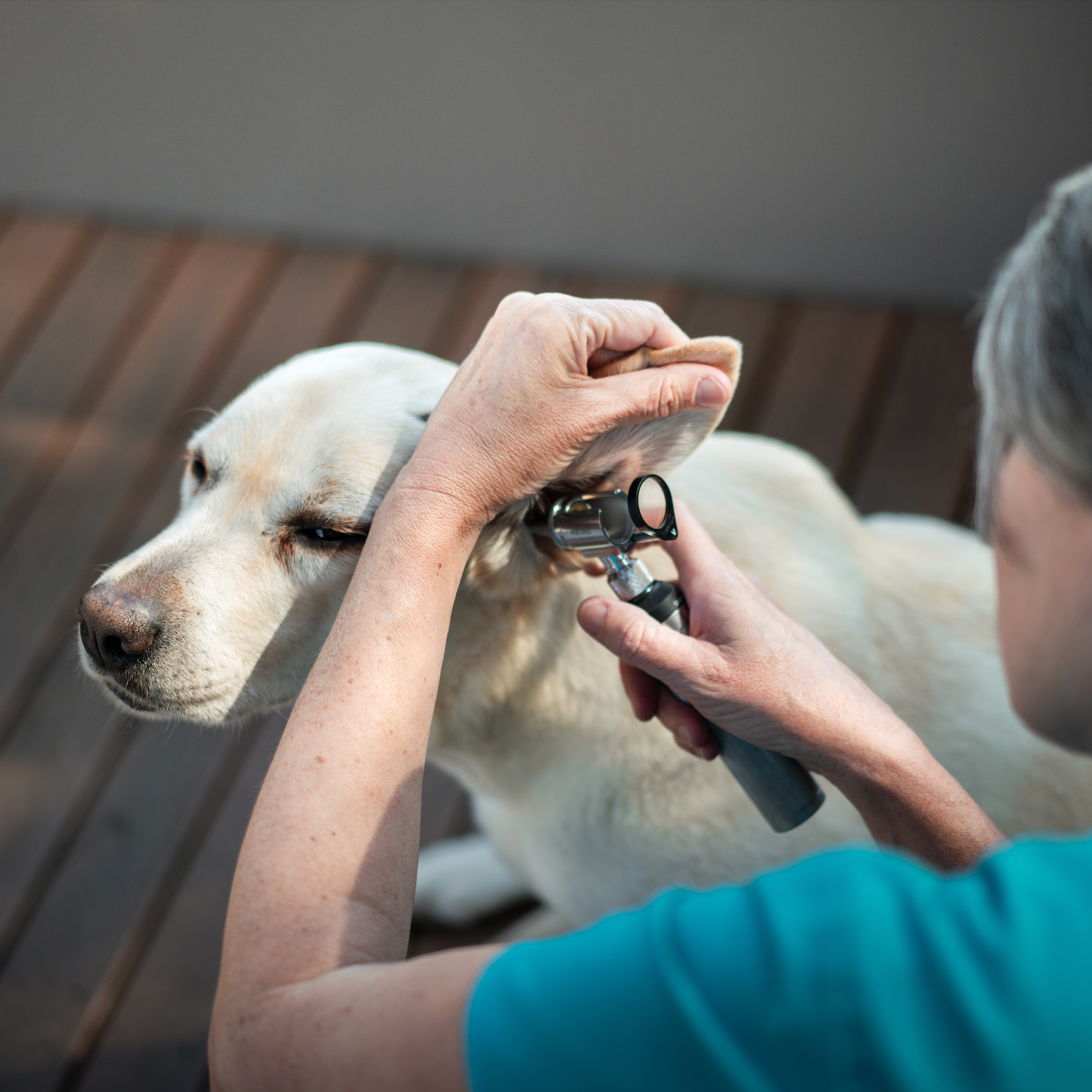 Examining a dog's ear with a hand-held otoscope.