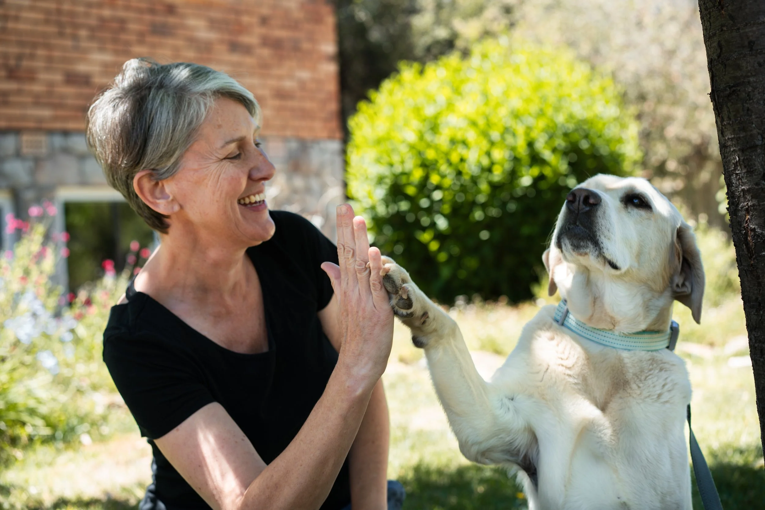 An older woman smiling and giving a high five to a yellow Labrador retriever puppy outside in a garden with green bushes and a brick house in the background.