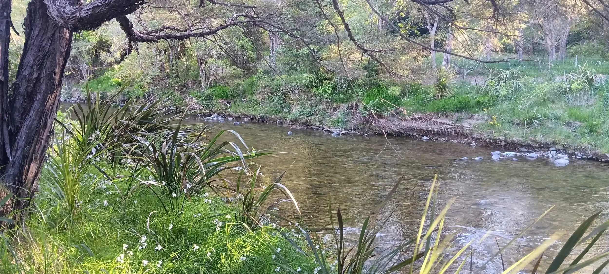 Supporting the Friends of the Maitai