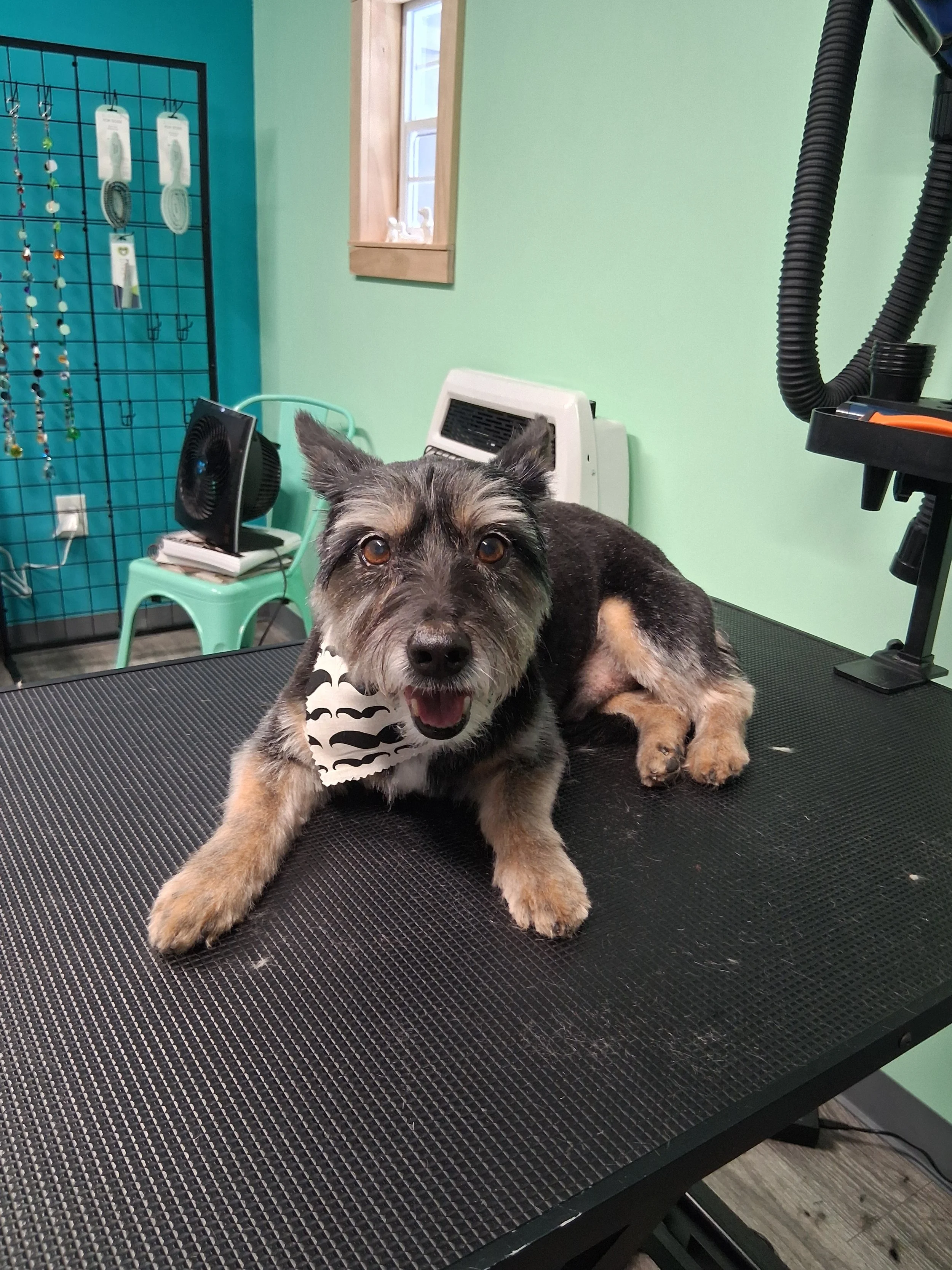 A small dog with short fur and a bandana lying on a grooming table, looking at the camera with an open mouth.