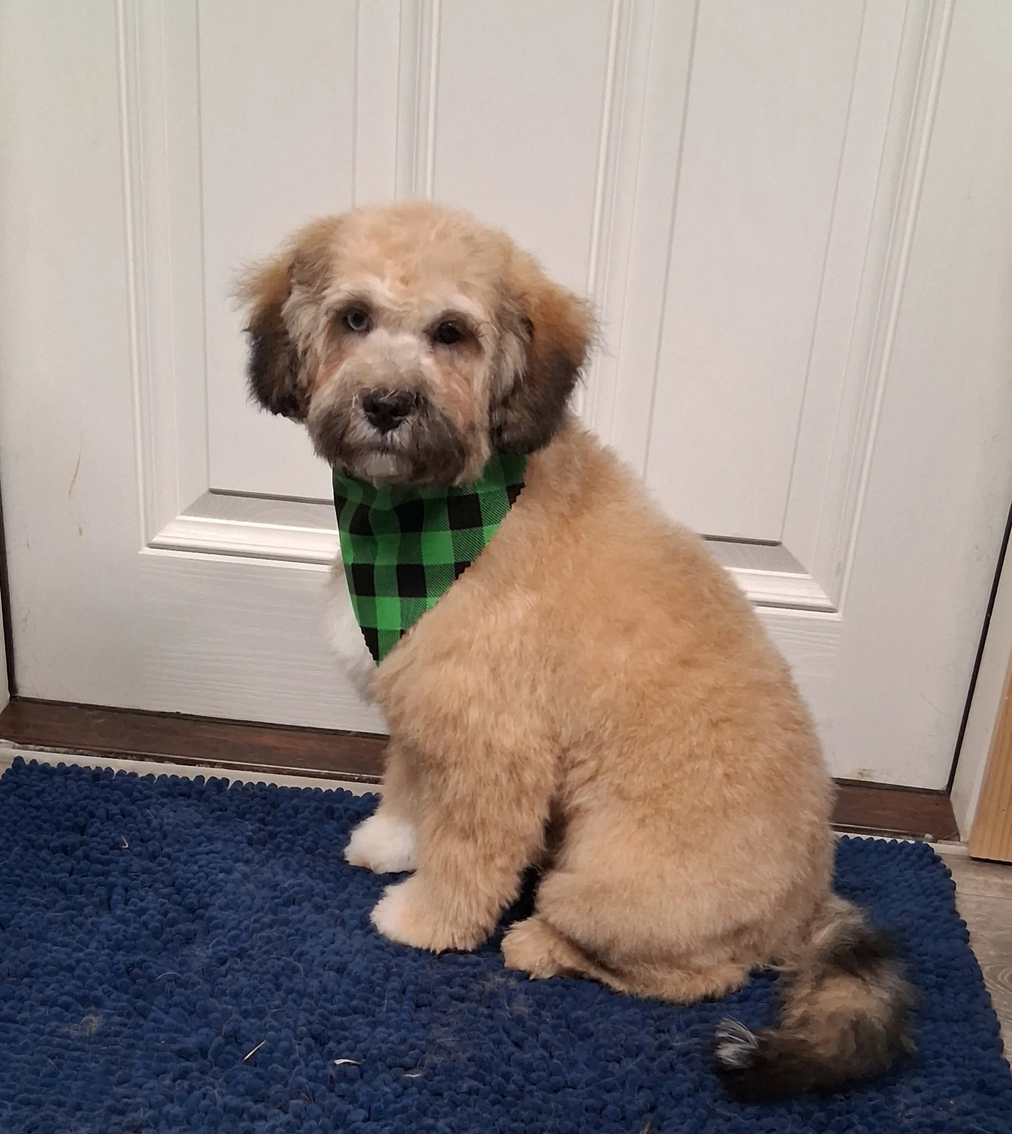 A fluffy puppy with tan and dark brown fur sitting on a blue mat in front of a white door, wearing a green and black checkered bandana.