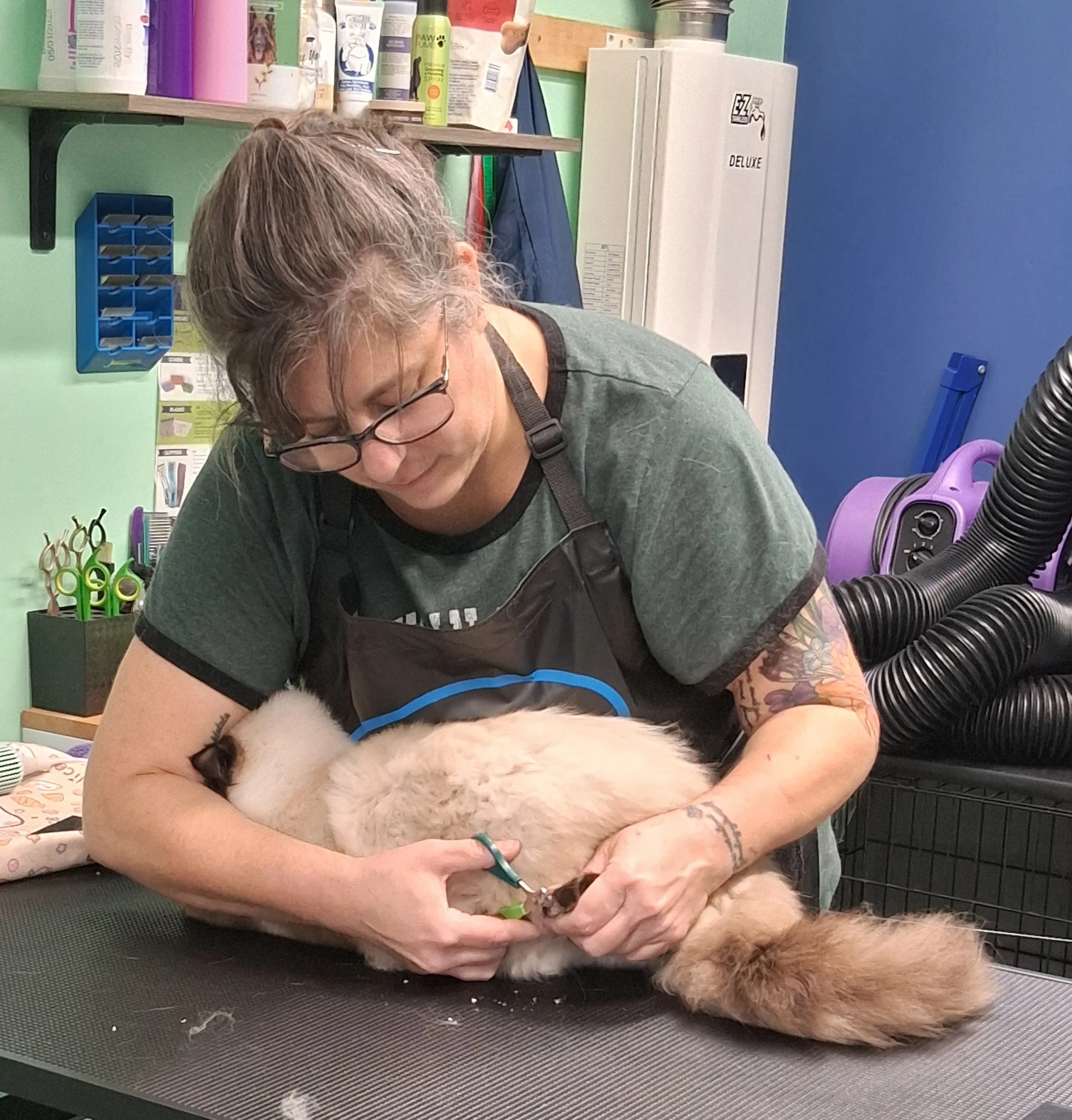 A woman with glasses and tattoos is grooming a Siamese cat at a veterinary or grooming table.