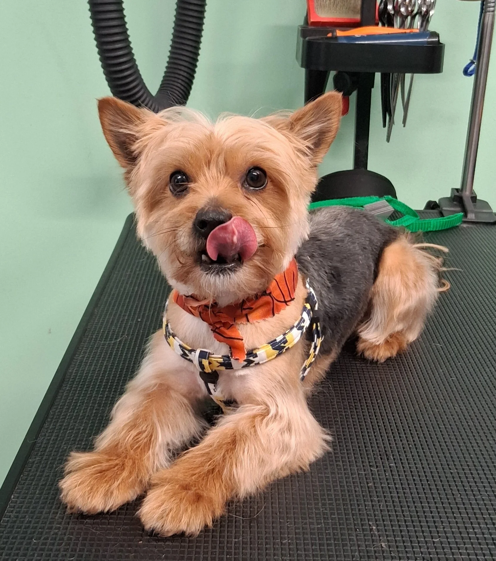A small dog with tan and gray fur lying on a grooming table, licking its nose, wearing a colorful harness and an orange bandana, in a grooming salon with green walls.