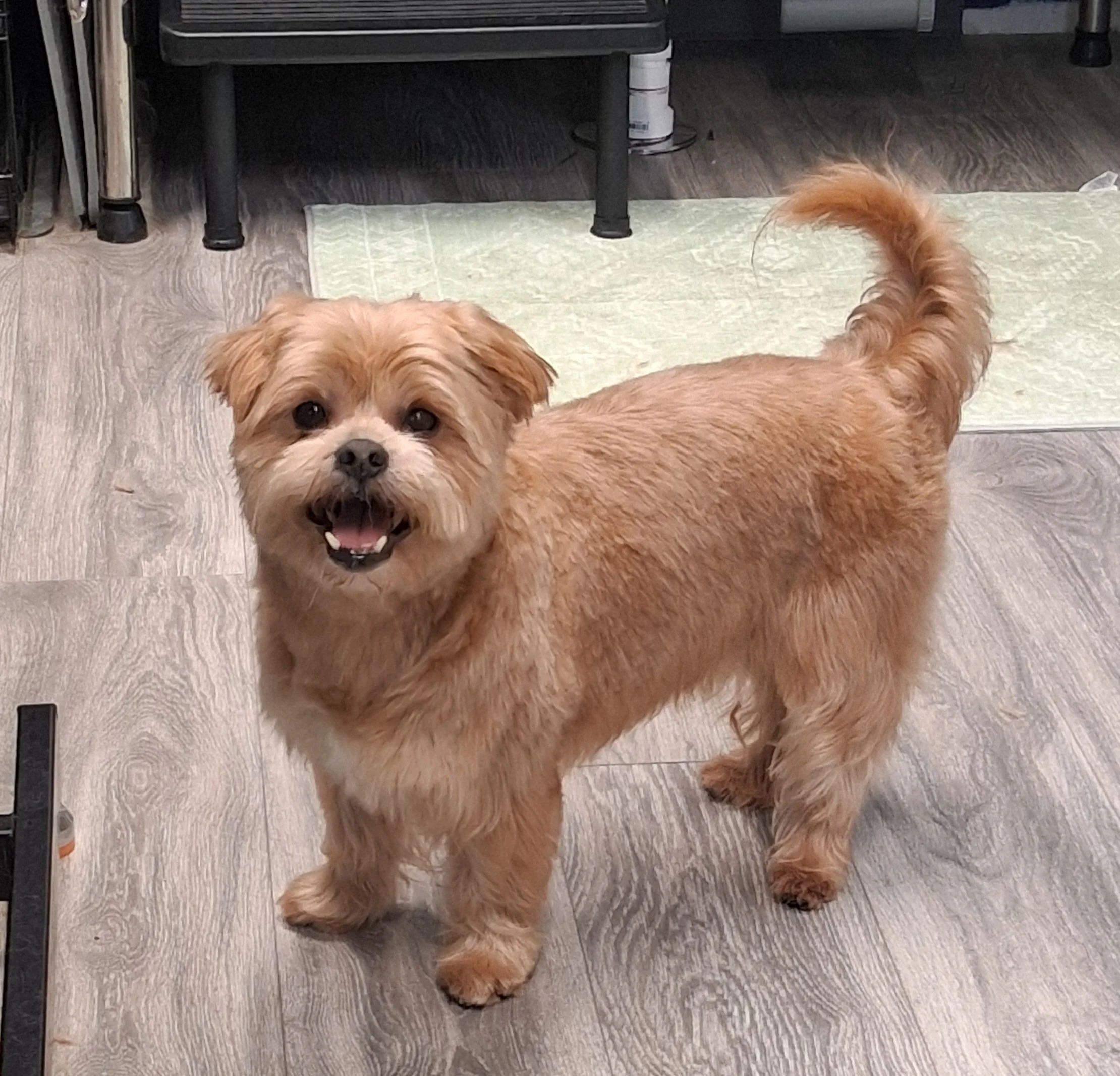 A small, tan, fluffy dog standing on a wooden floor with a happy expression, mouth open, showing teeth, in an indoor setting.
