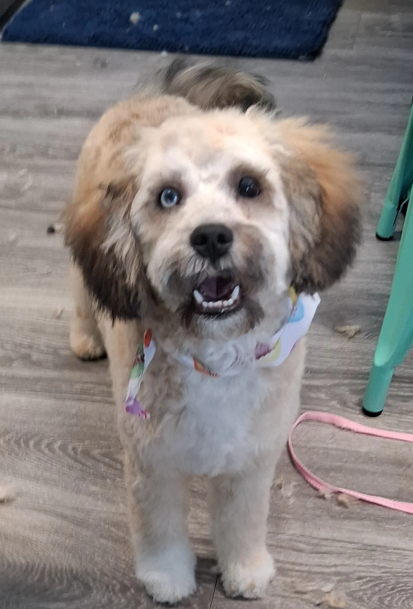 A cute dog with fluffy, curly fur and heterochromatic eyes, one blue and one brown, standing on a wooden floor indoors.
