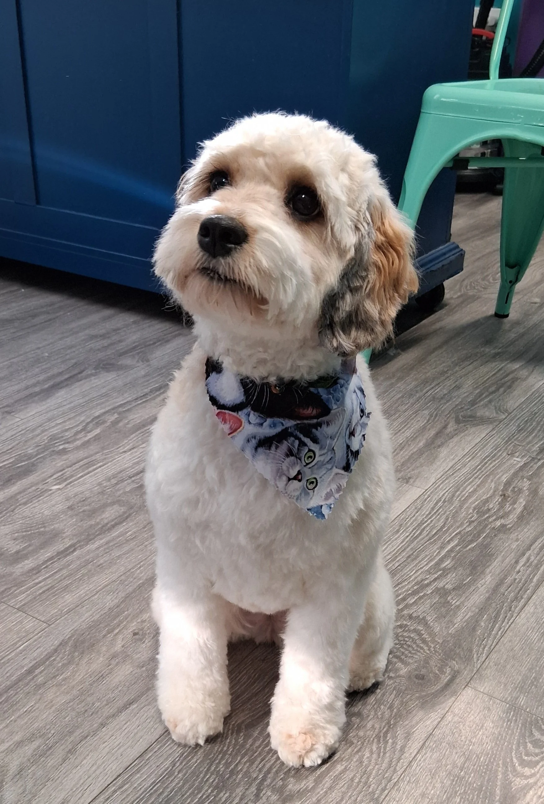 A cute, fluffy white and brown dog with a bandana around its neck, sitting on a wooden floor indoors.