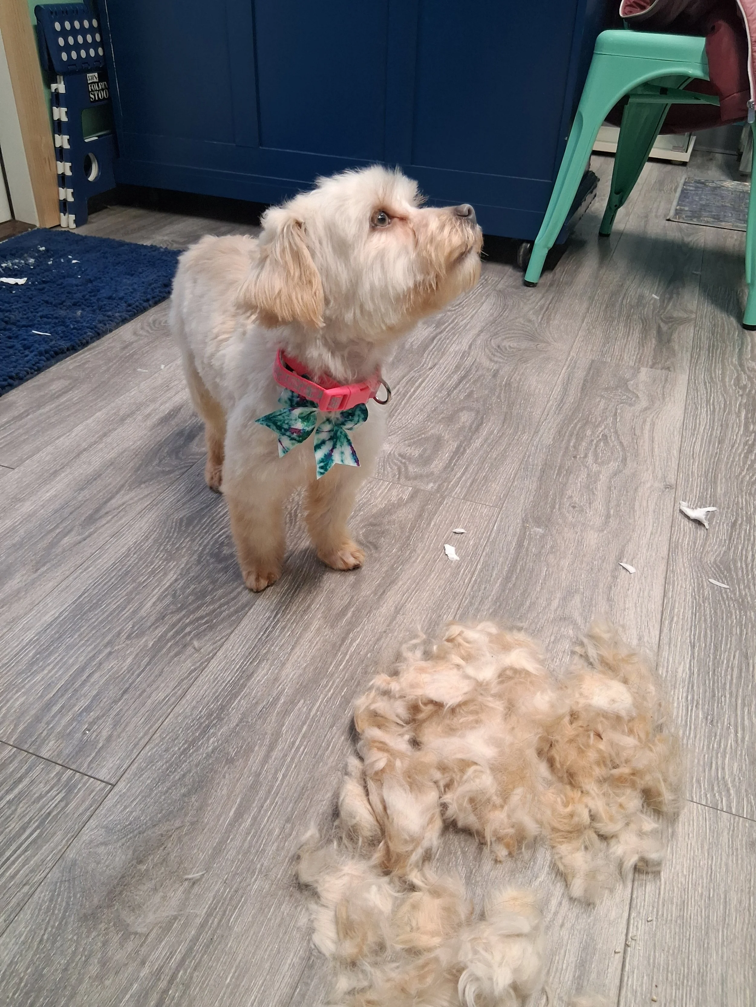 A small beige dog with a pink collar and a teal bow tie looking to the right, standing on a wooden floor next to a pile of fur. The background shows a blue cabinet, a green chair, and some scattered fur on the floor.