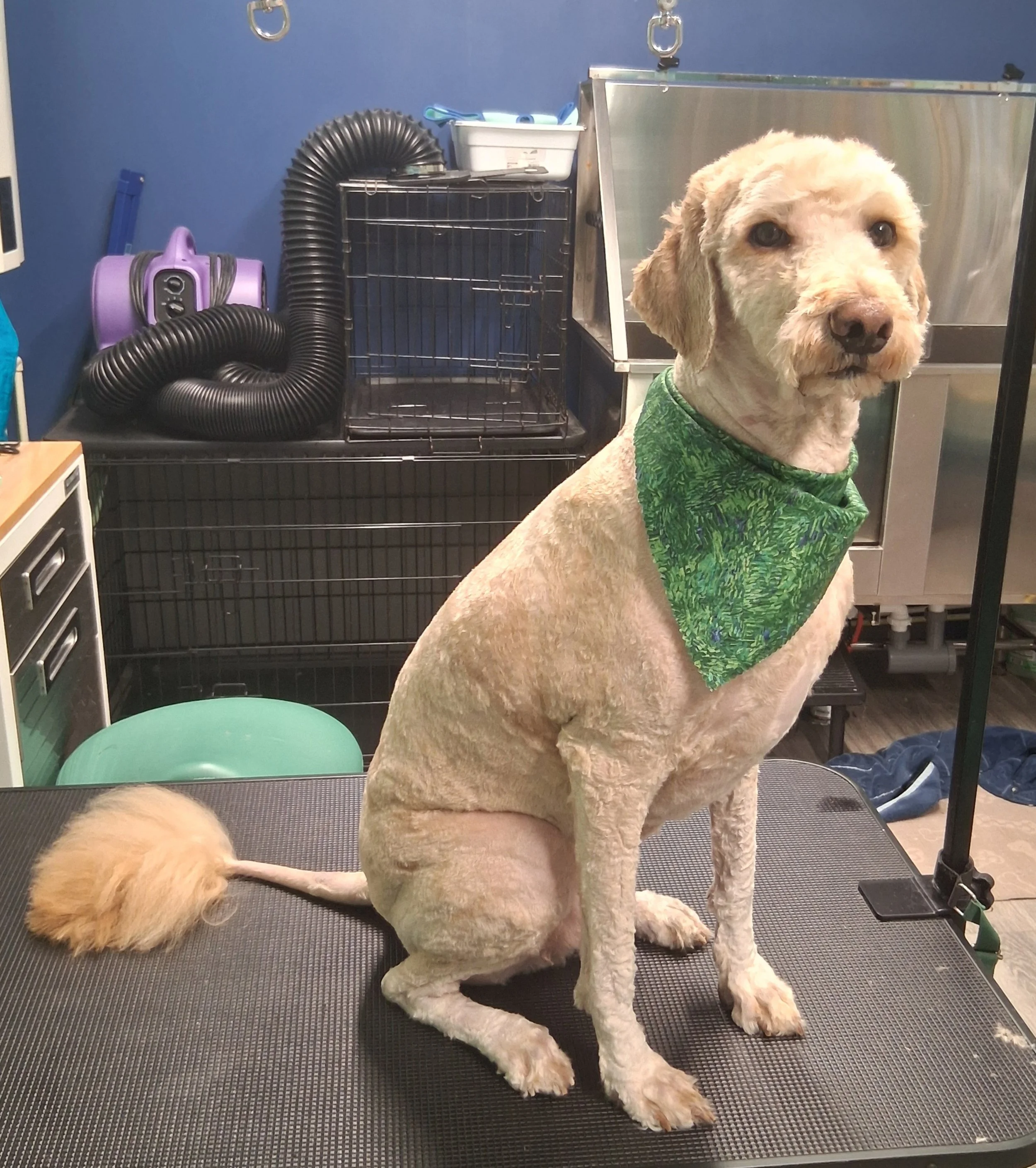 A dog with short fur sitting on a grooming table, wearing a green bandana around its neck, in a grooming salon with grooming tools and equipment in the background.