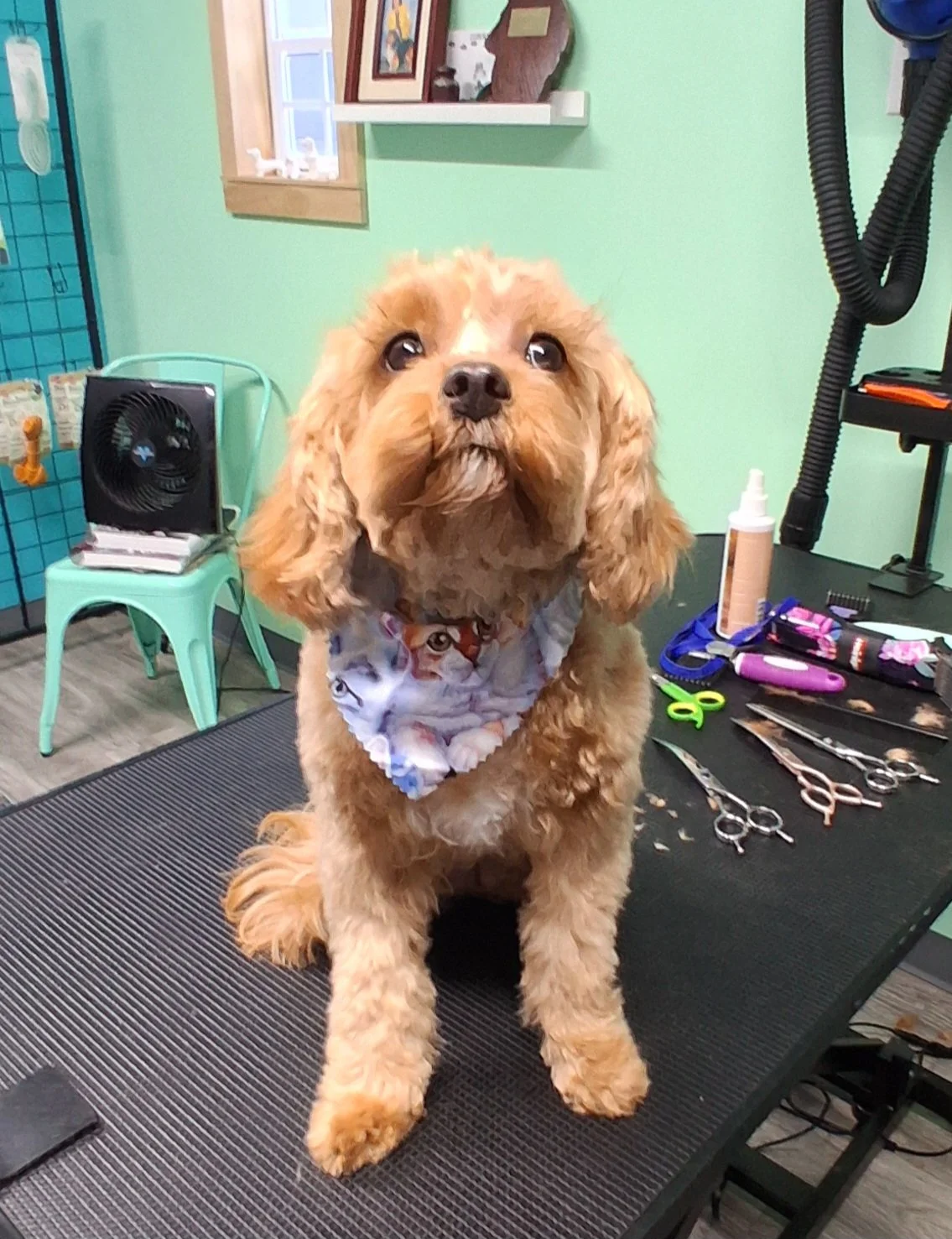 A cute, curly-haired, light brown puppy wearing a white bandana with a colorful pattern, sitting on a grooming table at a pet grooming salon. The background shows grooming tools, a small fan, and colorful decor.