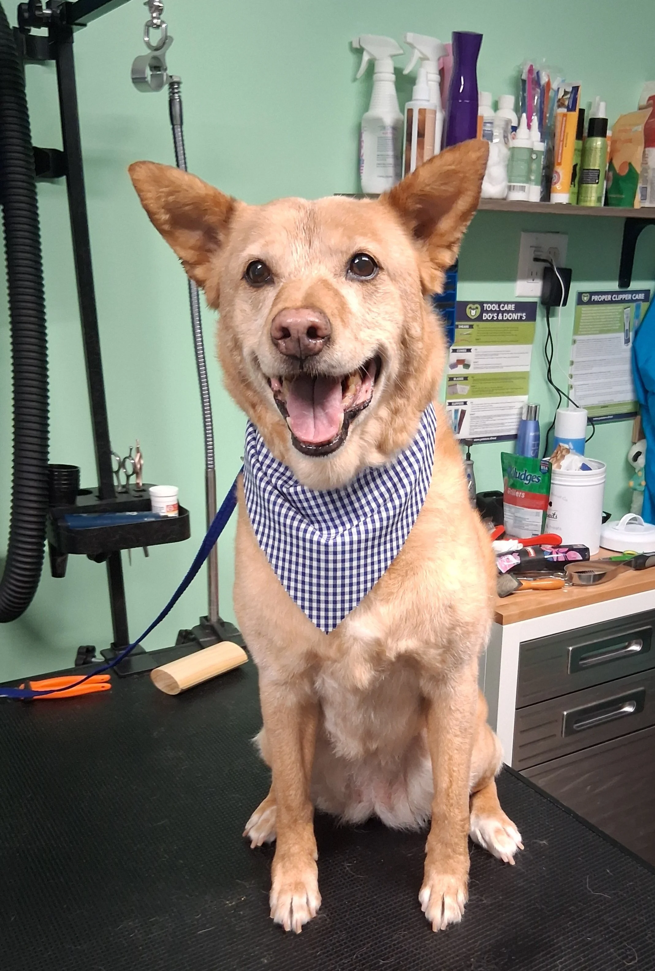 A happy dog with a blue and white checkered bandana sitting on a grooming table at a pet grooming salon, surrounded by grooming tools and supplies.