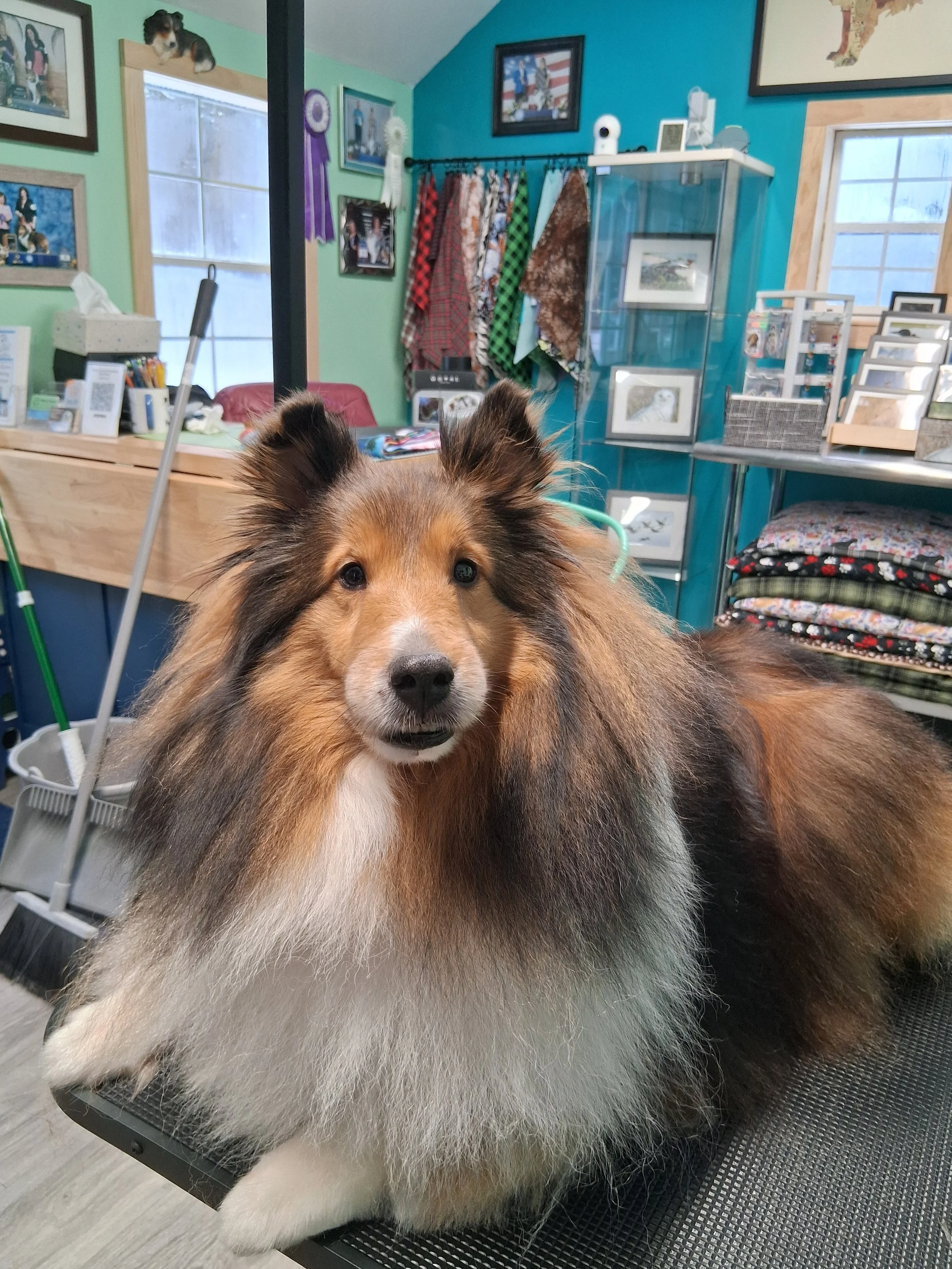 A Shetland Sheepdog lying on a grooming table inside a pet grooming salon with colorful decor, framed pictures, and grooming supplies visible in the background.